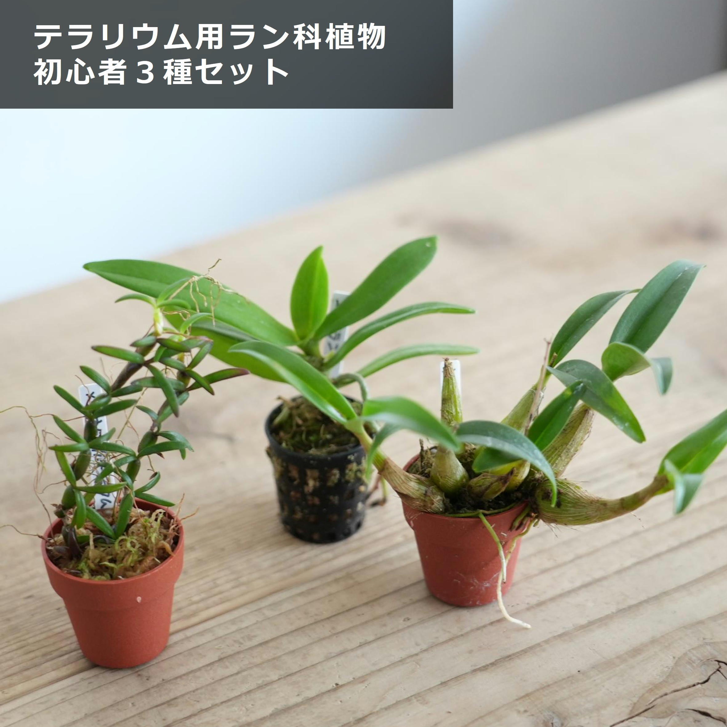着生植物3種セット 初心者向け】テラリウムで育てる着生系ラン科植物おすすめ3種