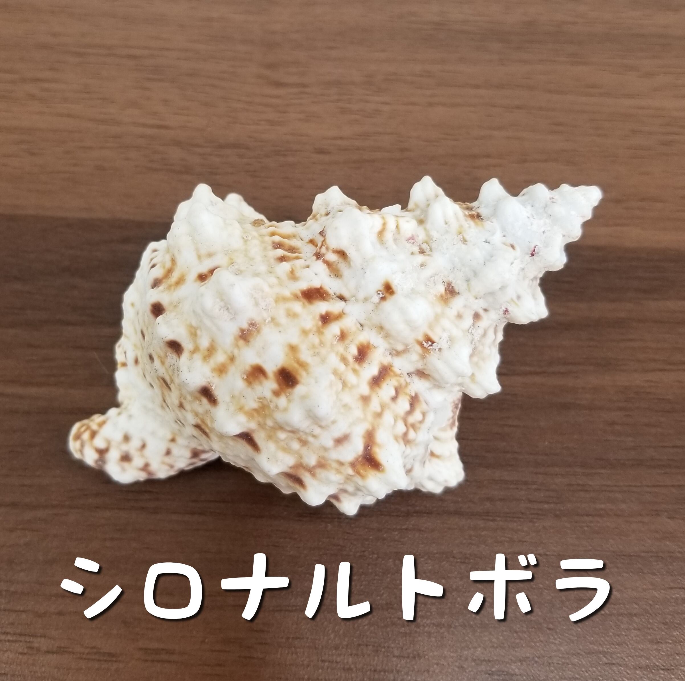 殻口約3 5cm シロナルトボラ ドッグサロン オカヤドカリショップ Dear Wan