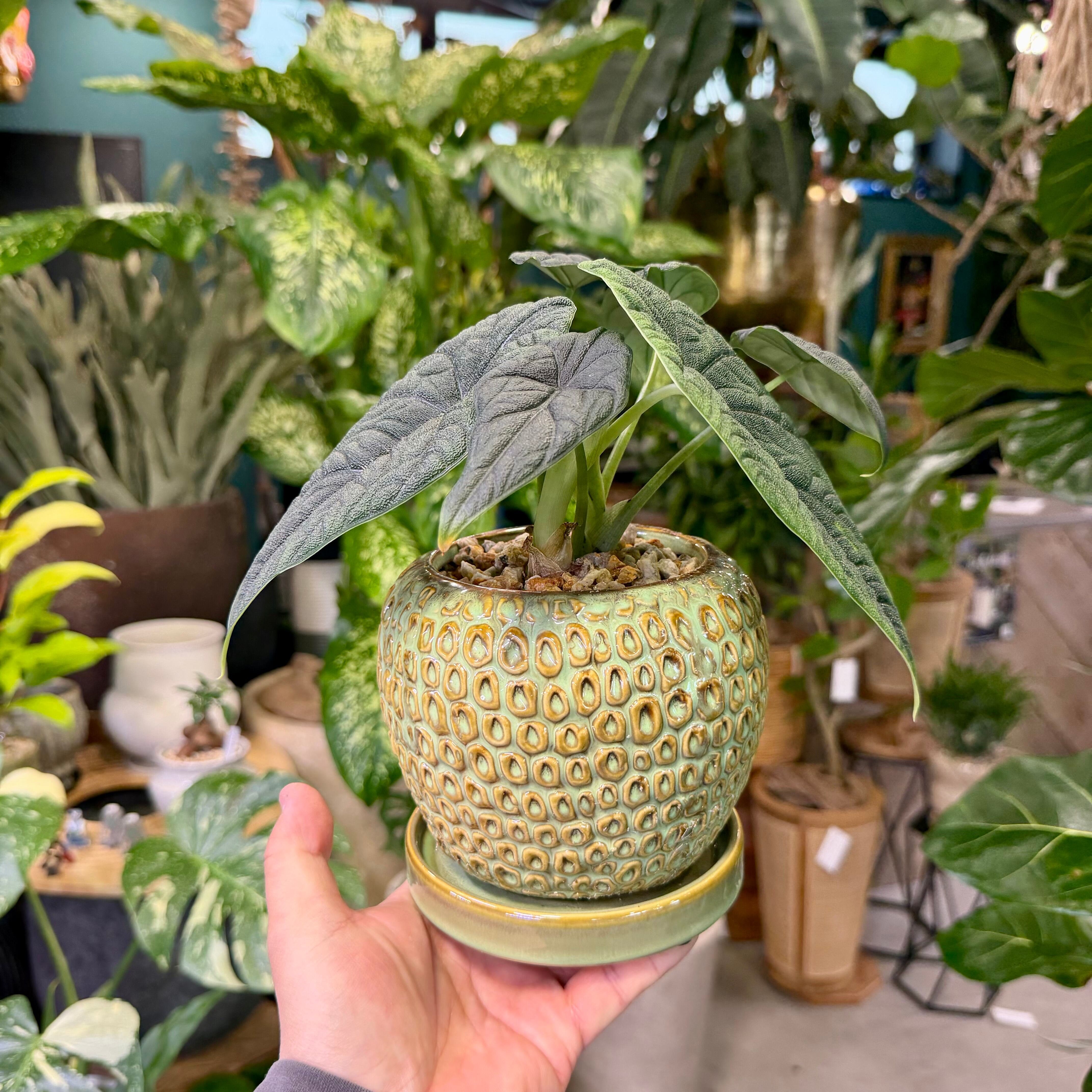 アロカシア・メロ | barrelplants_BONSAI