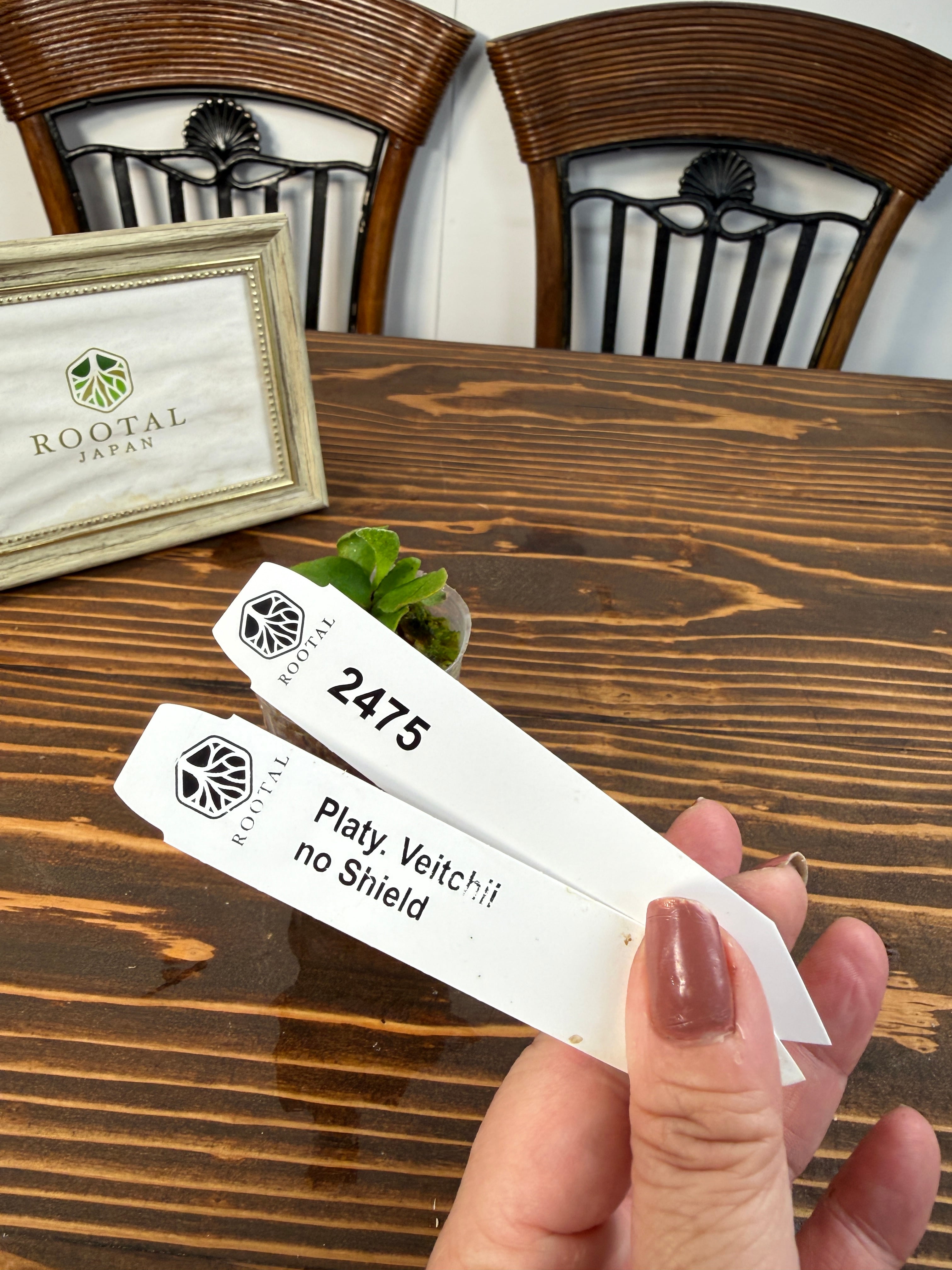 ★2475【異質感、たまらない】ビカクシダ ベイチー ノーシールド(2号ポット)