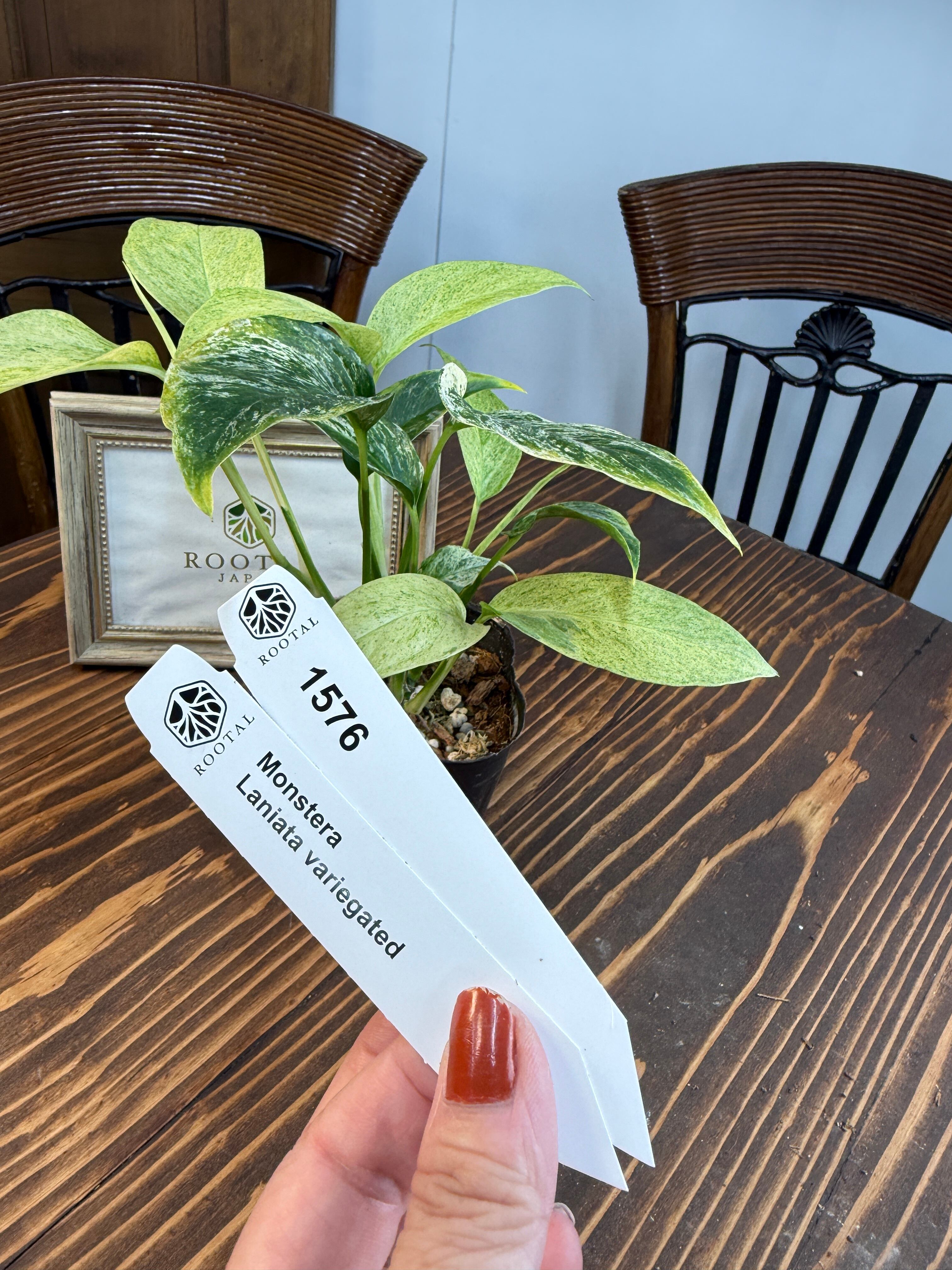 しん　モンステラ8 レガシー　+ホワイトスノー　＋オーシャンミント子株 2025年最新】ホワイトスノー モンステラの人気アイテム - メルカリ