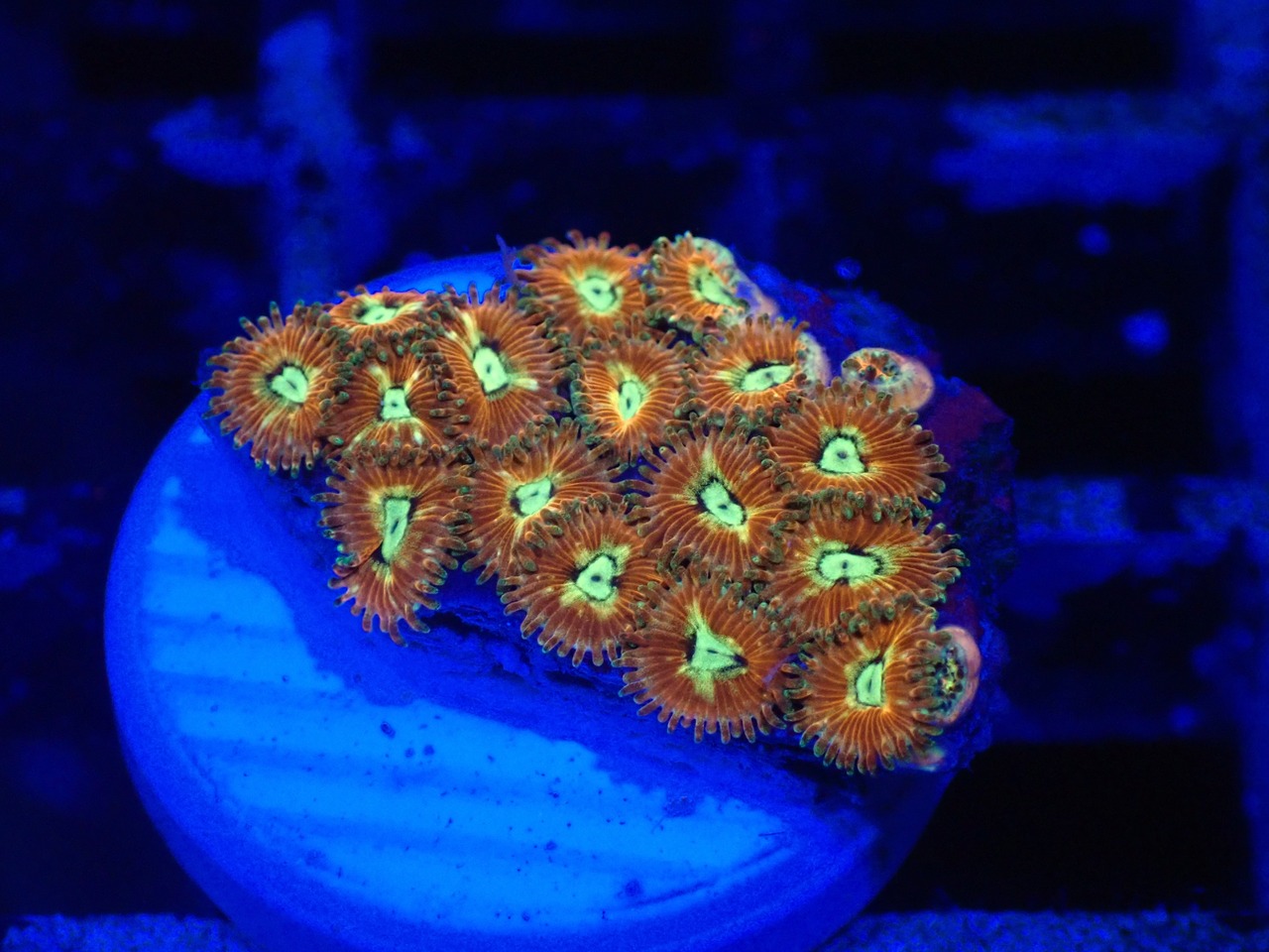 Zoanthus RareColor 8