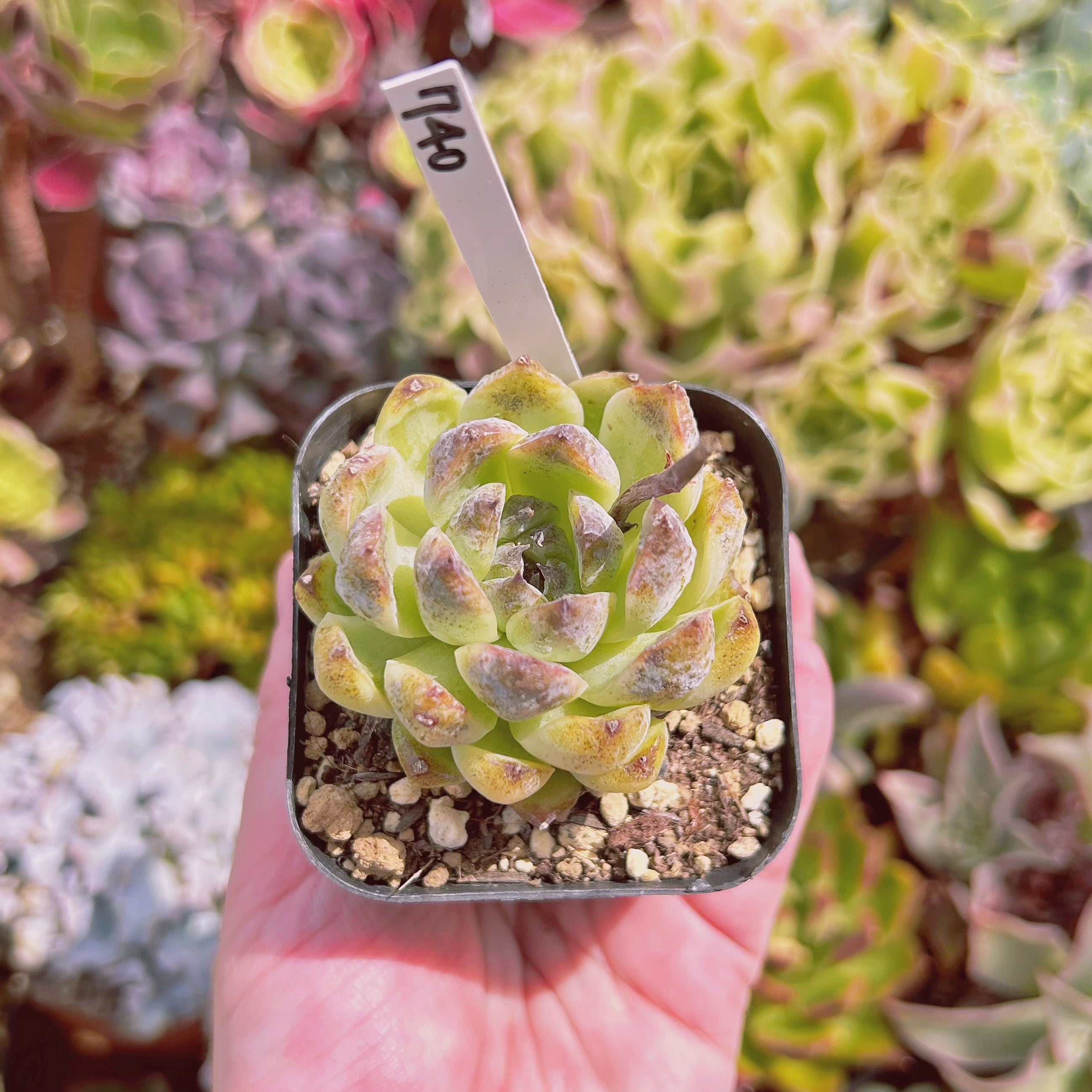 #740現物　多肉植物　ブラックローズxヒューミリス