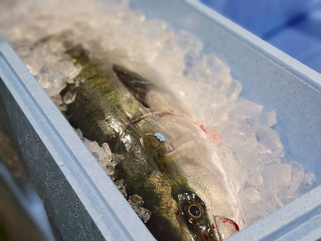 【7月感謝セール対象商品！】富山湾であがる鰤のしゃぶしゃぶパック　1パック～10パック選べます！