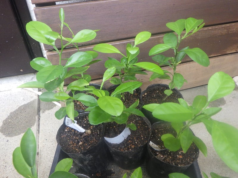自然栽培の柑橘果樹苗 三宝柑（ 実生2年×6株）