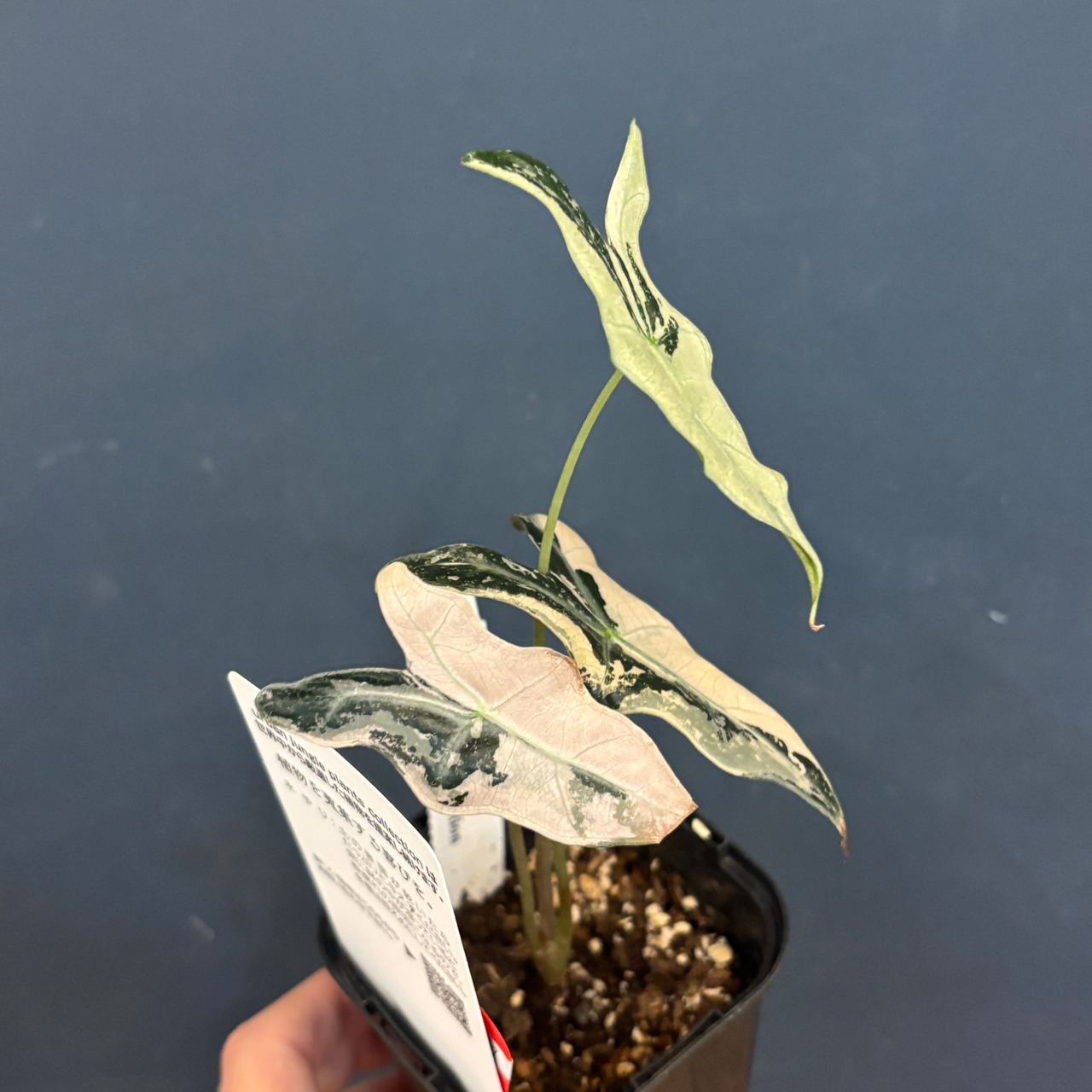 アロカシア ノビリス バリエガータ【787】