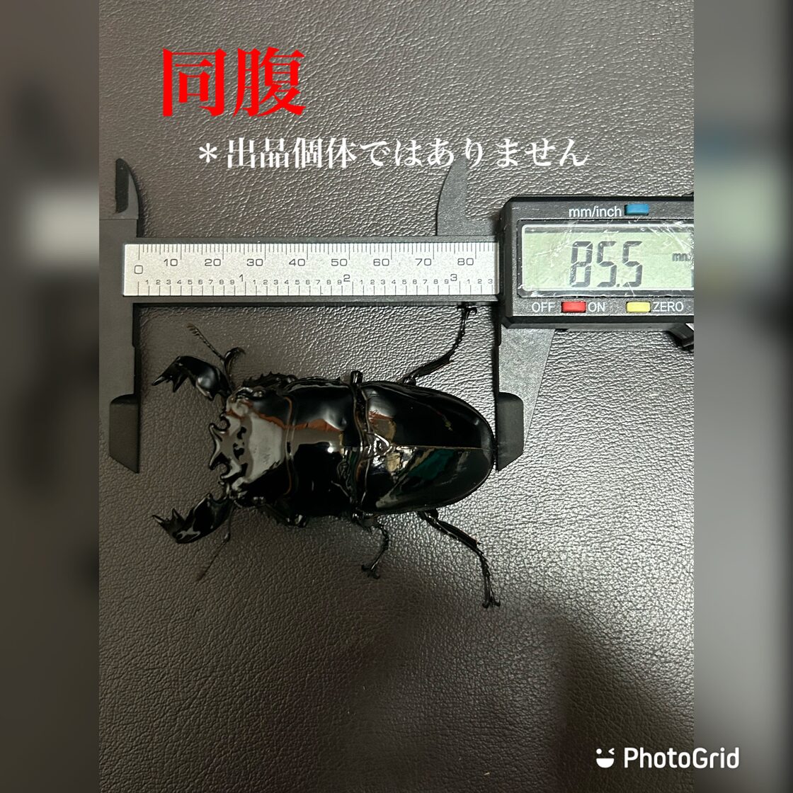 おすすめ】80mm タランドゥスオオツヤクワガタ ペア | PAY ID