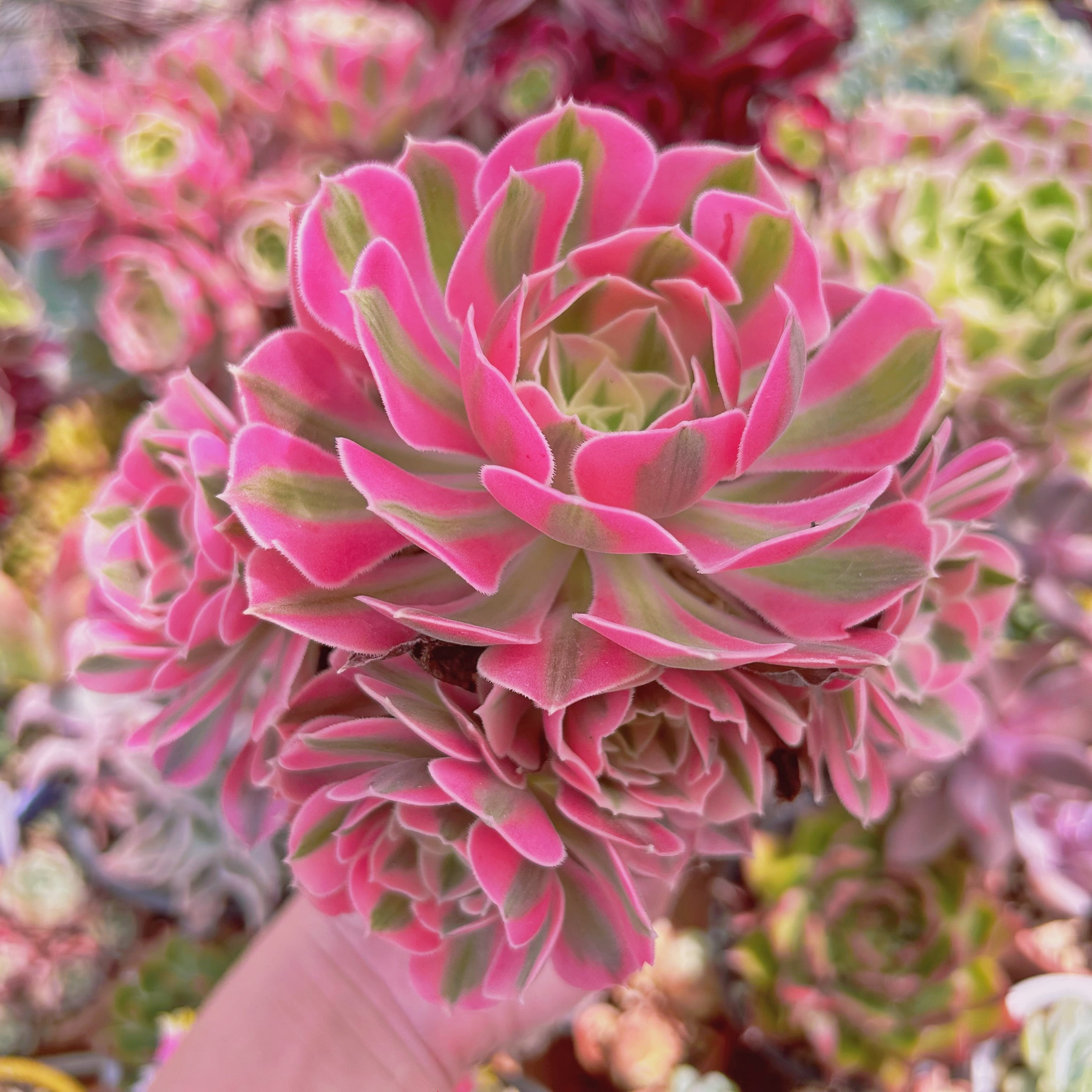 #2227現物　多肉植物　アフラダイティ　特大　抜き苗