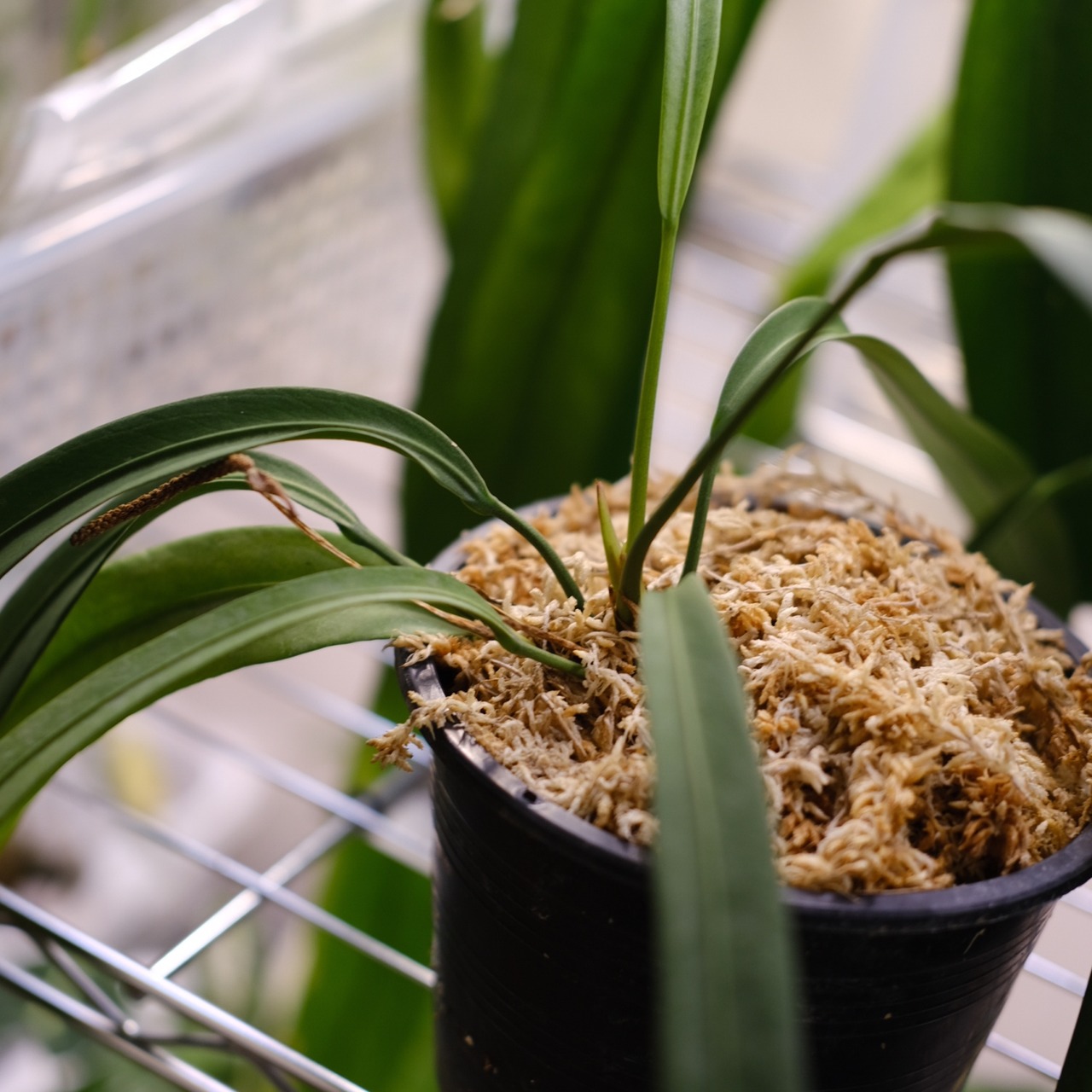 アンスリウム ビッタリフォリウム AnthuriumVittarifolium⑫