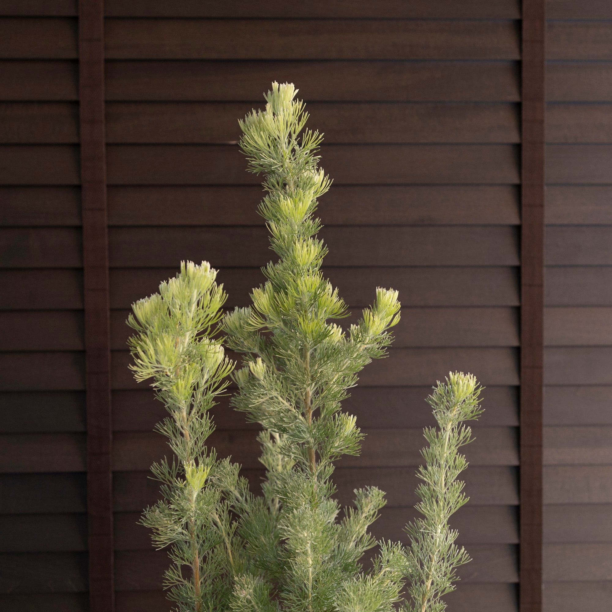 幹太め アデナンサス ウーリーブッシュ 6号鉢 オージープランツ