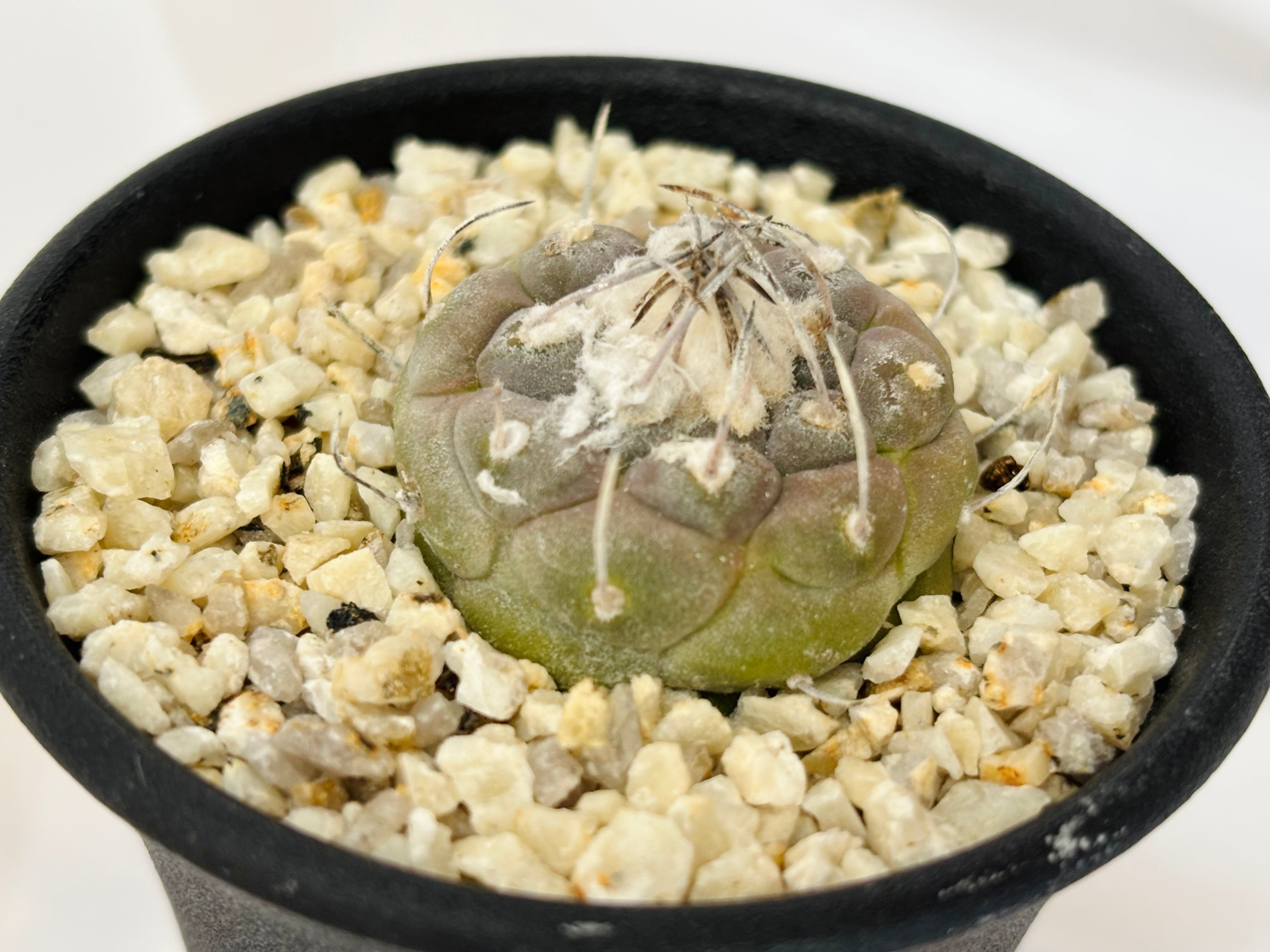 Turbinicarpus jauernigii ツルビニカルプス ハウエルニギー サボテン