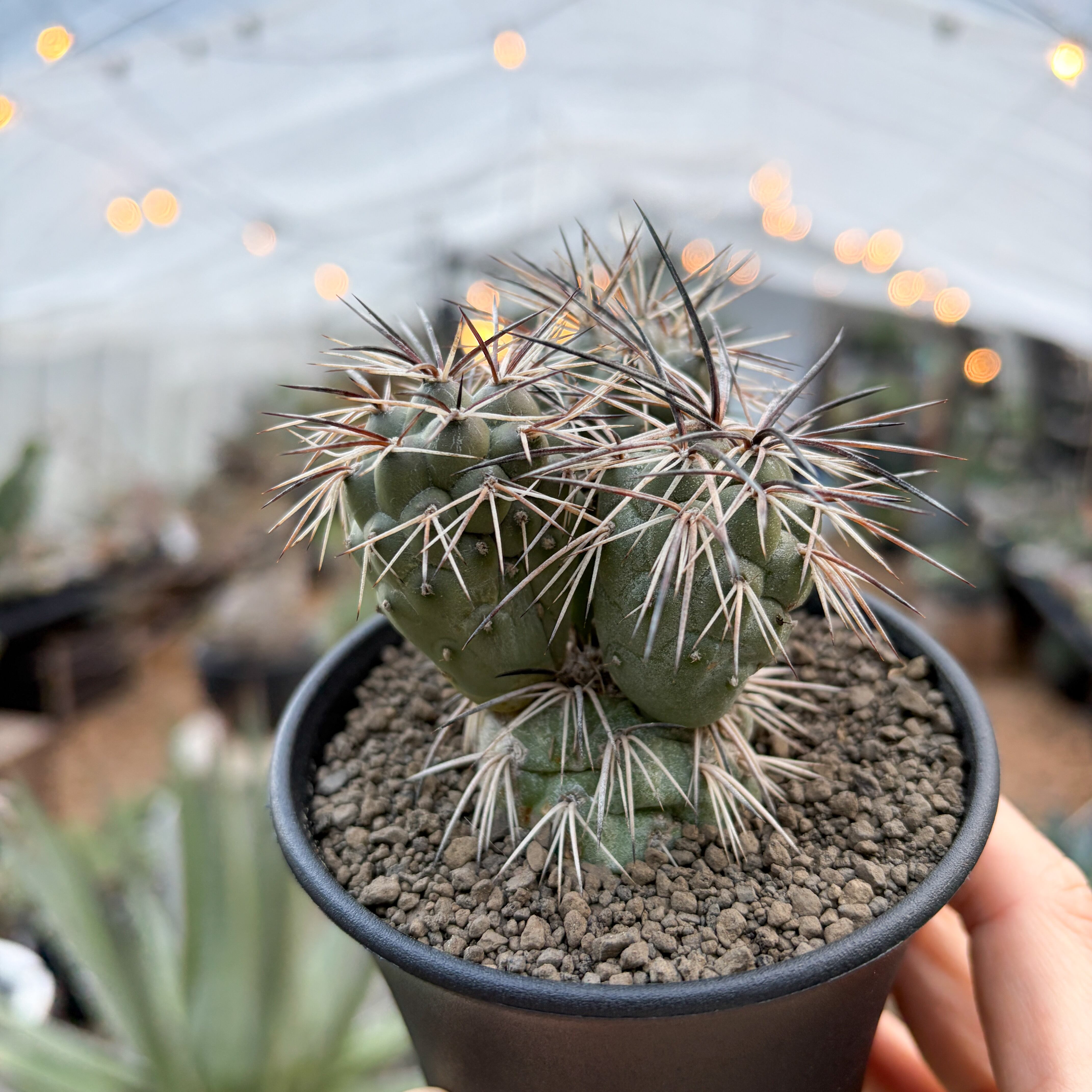 Tephrocactus alexanderi【テフロカクタス・アレキサンデリ】 | RIMO'S