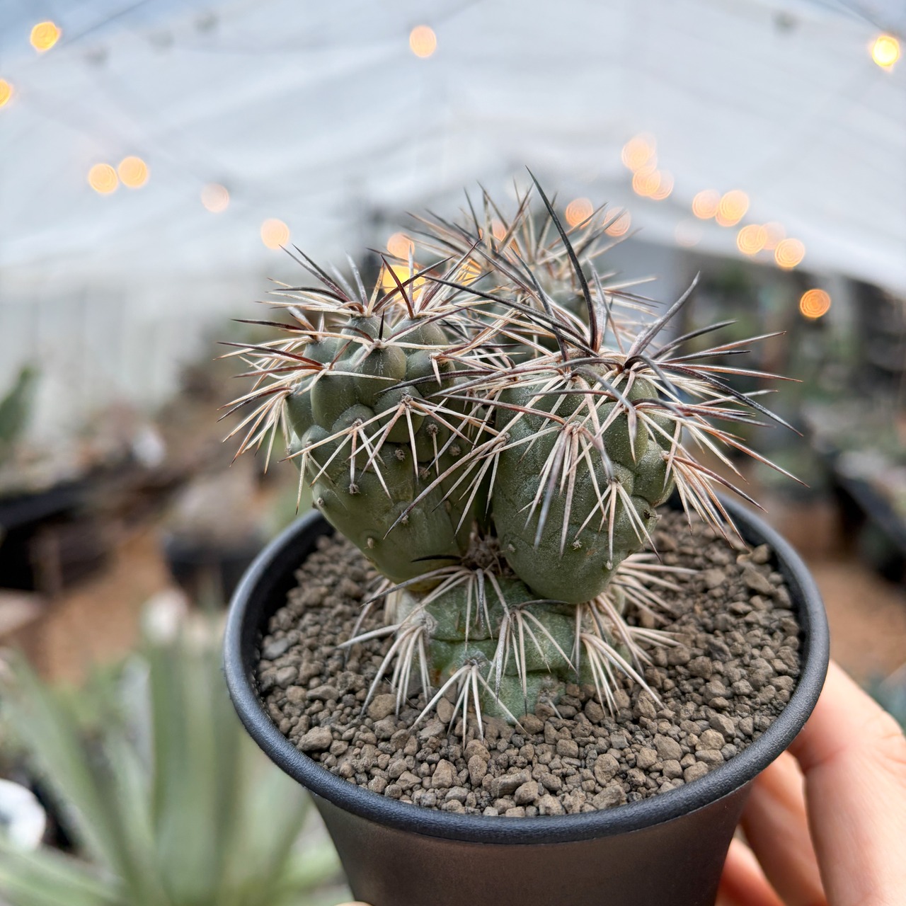 Tephrocactus alexanderi【テフロカクタス・アレキサンデリ】