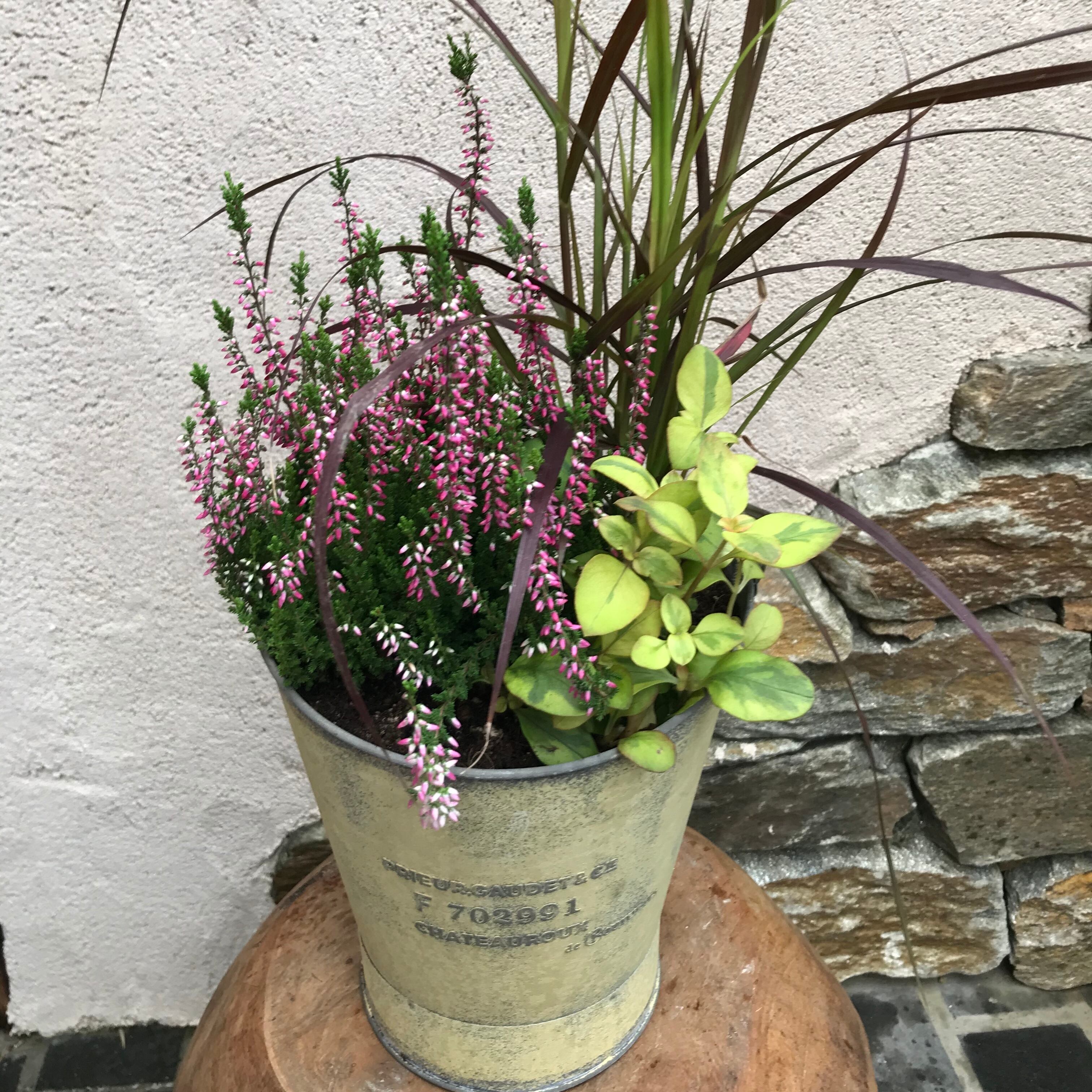 寄せ植え パープルファウンテングラス | Merak - メラク 寄せ植え