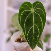 アンスリウム・レガレ / Anthurium Regale㉓│観葉植物
