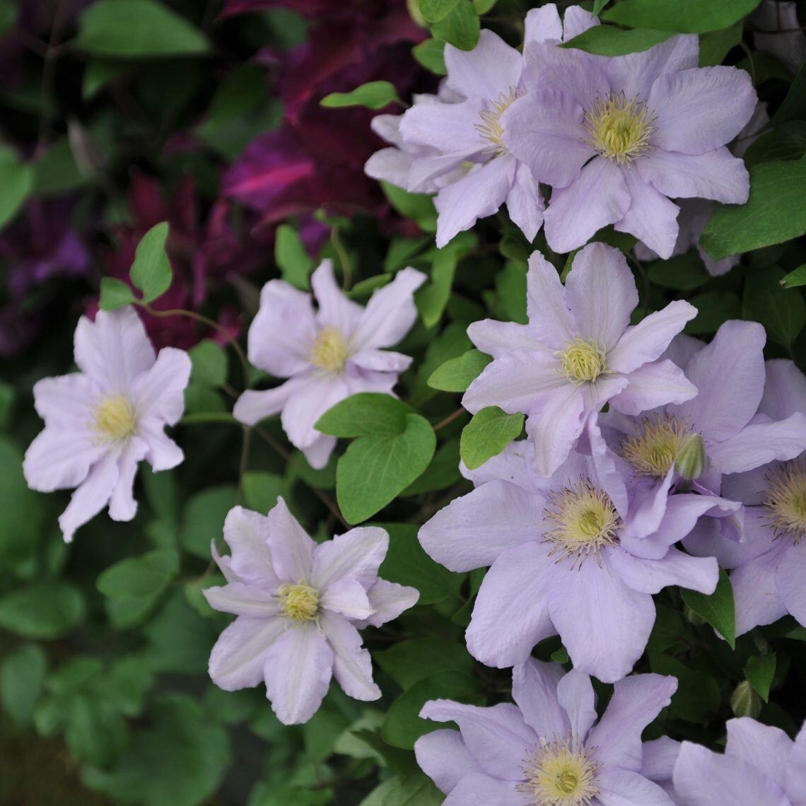 クレマチス ジョゼフィーヌ 早咲き大輪系 | mateflowergarden