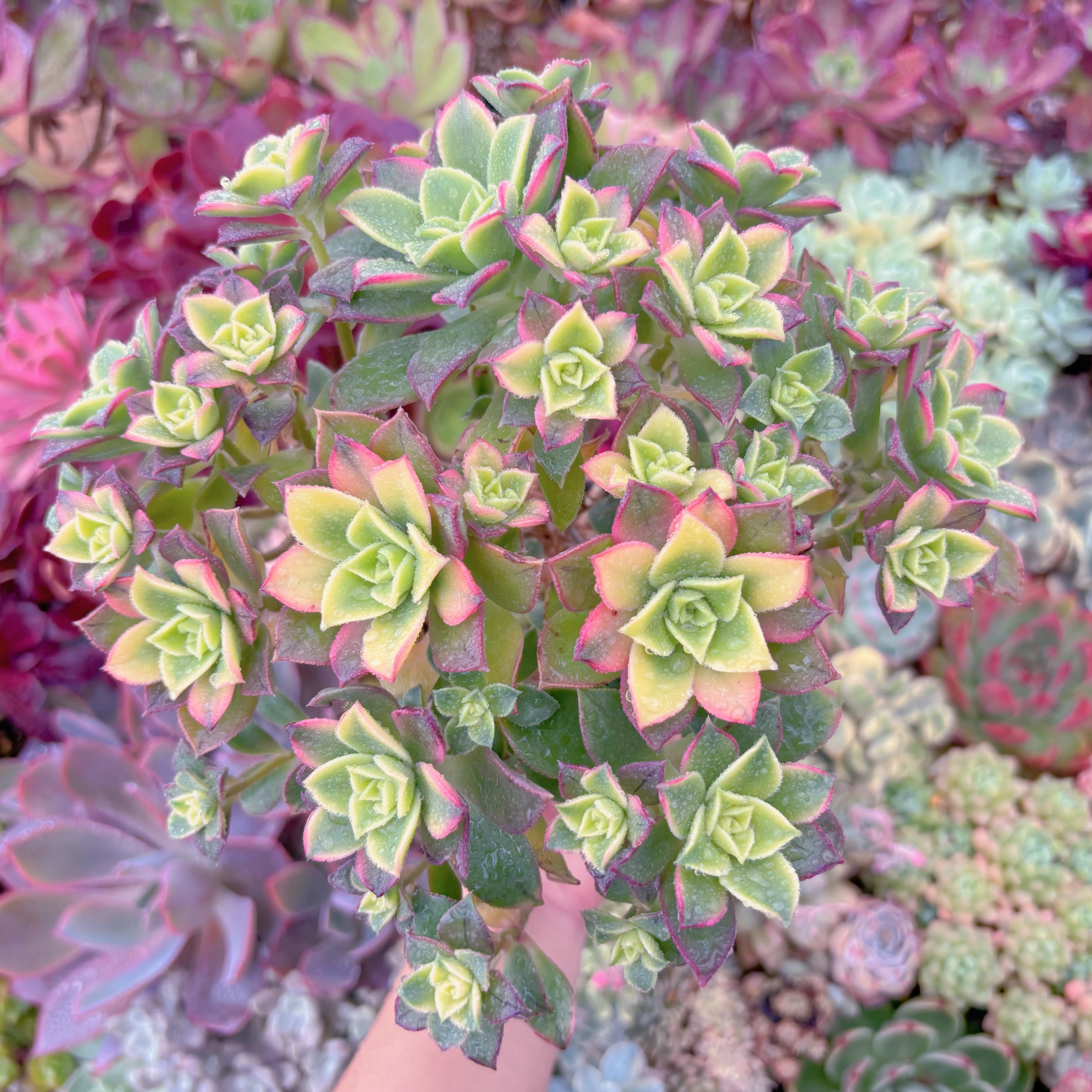 現品　艶日輝#1149　特大群生　新入荷　るる農園