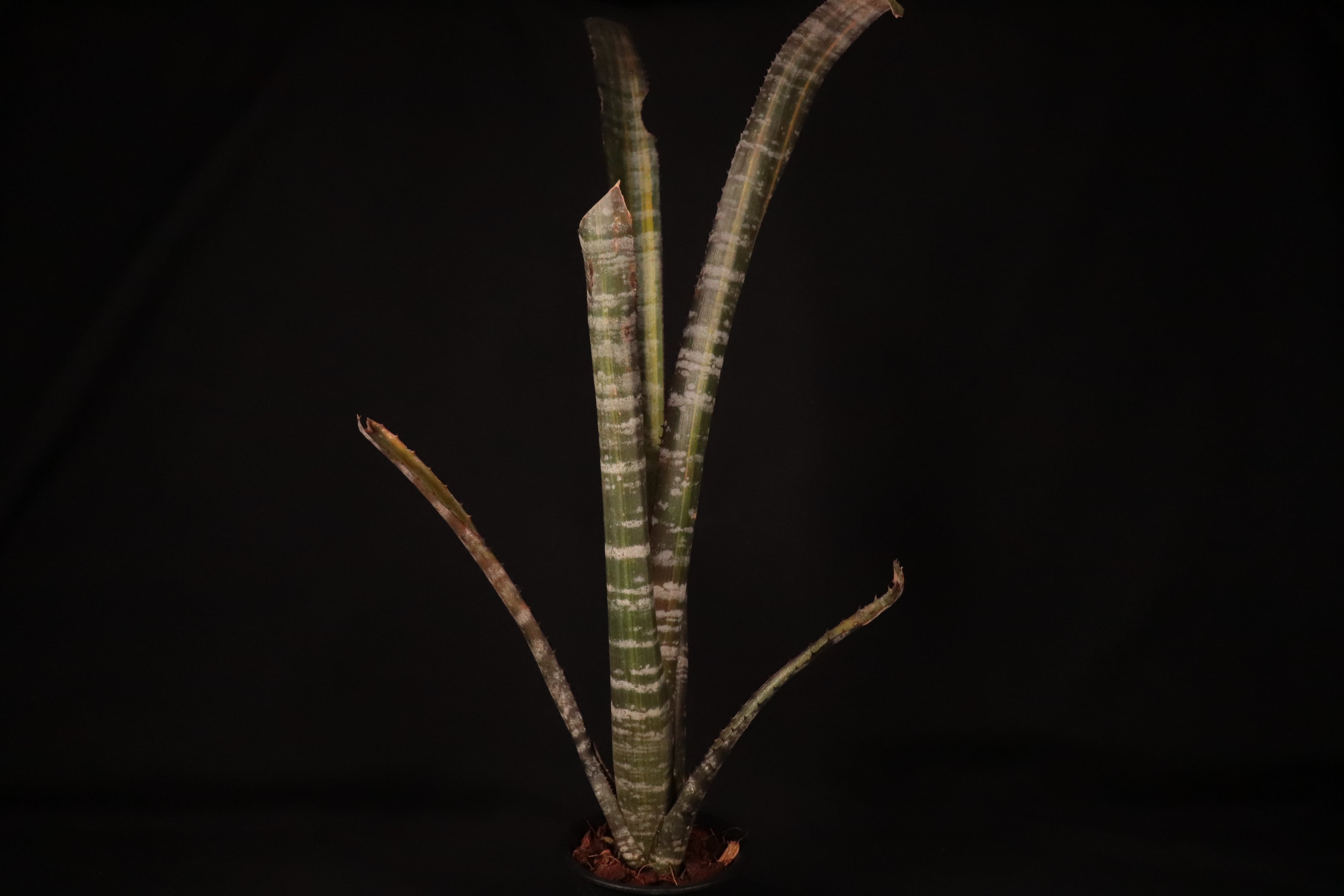 送料無料】Billbergia rosea variegated〔ビルベルギア〕現品発送B0170