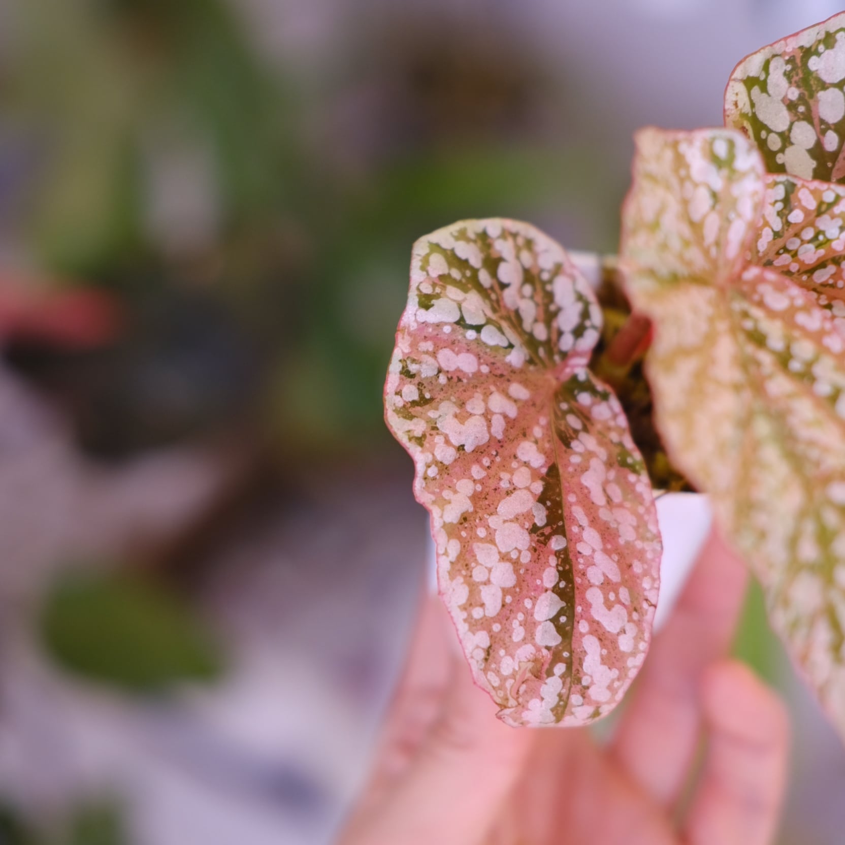 Begonia Snow Capped Variegata②｜ベゴニア スノーキャップド 斑入り