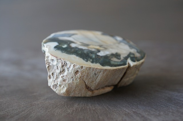 珪化木 Araucarioxylon 791