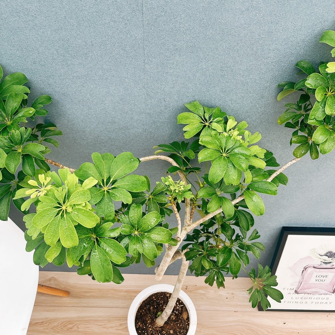 現品］A シェフレラ レナータ 曲がり 8号 観葉植物 室内 大型