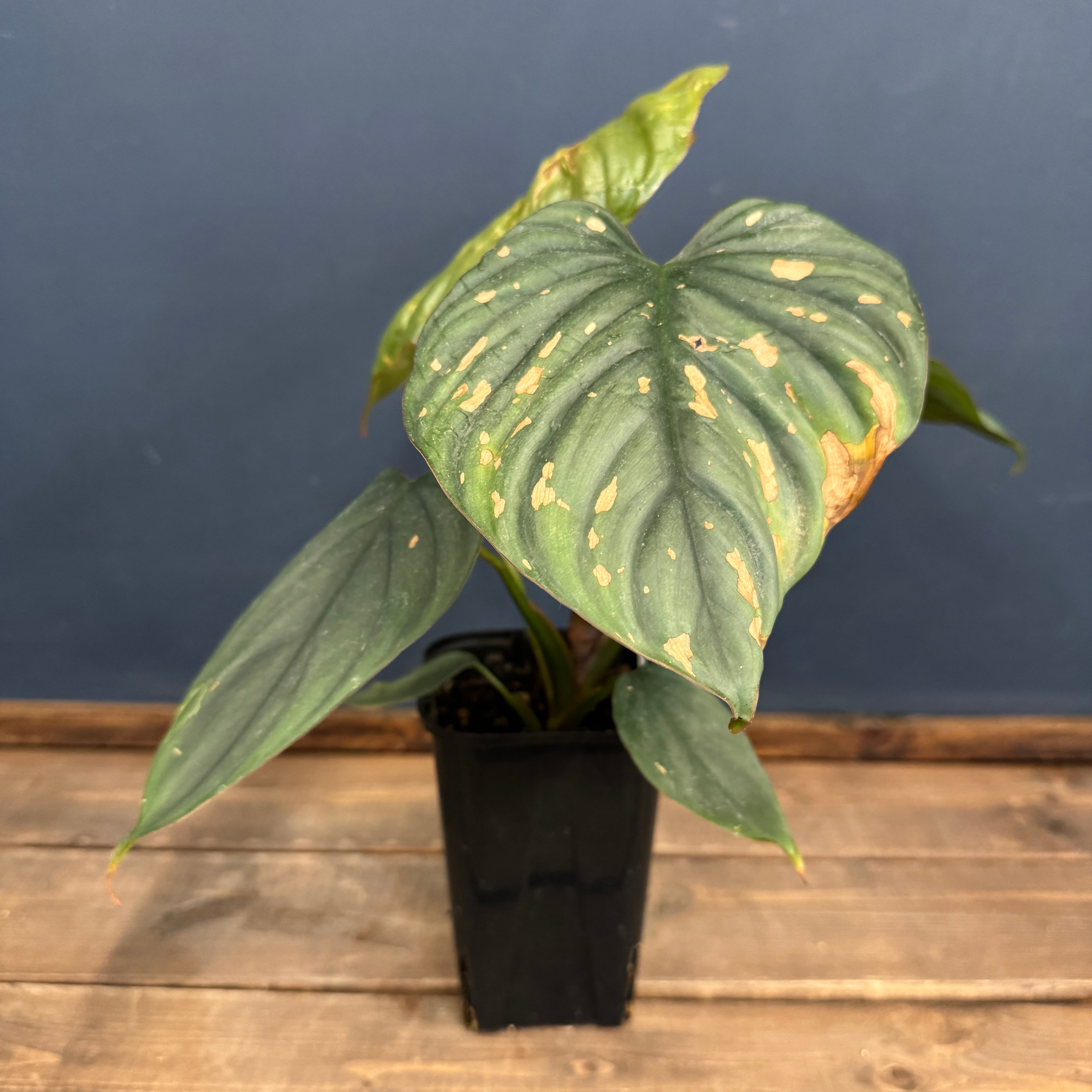 ボディプロテン　ボディプロストロング Philodendron sp. 69686 フィロデンドロン 69686 🔋 標本番号が
