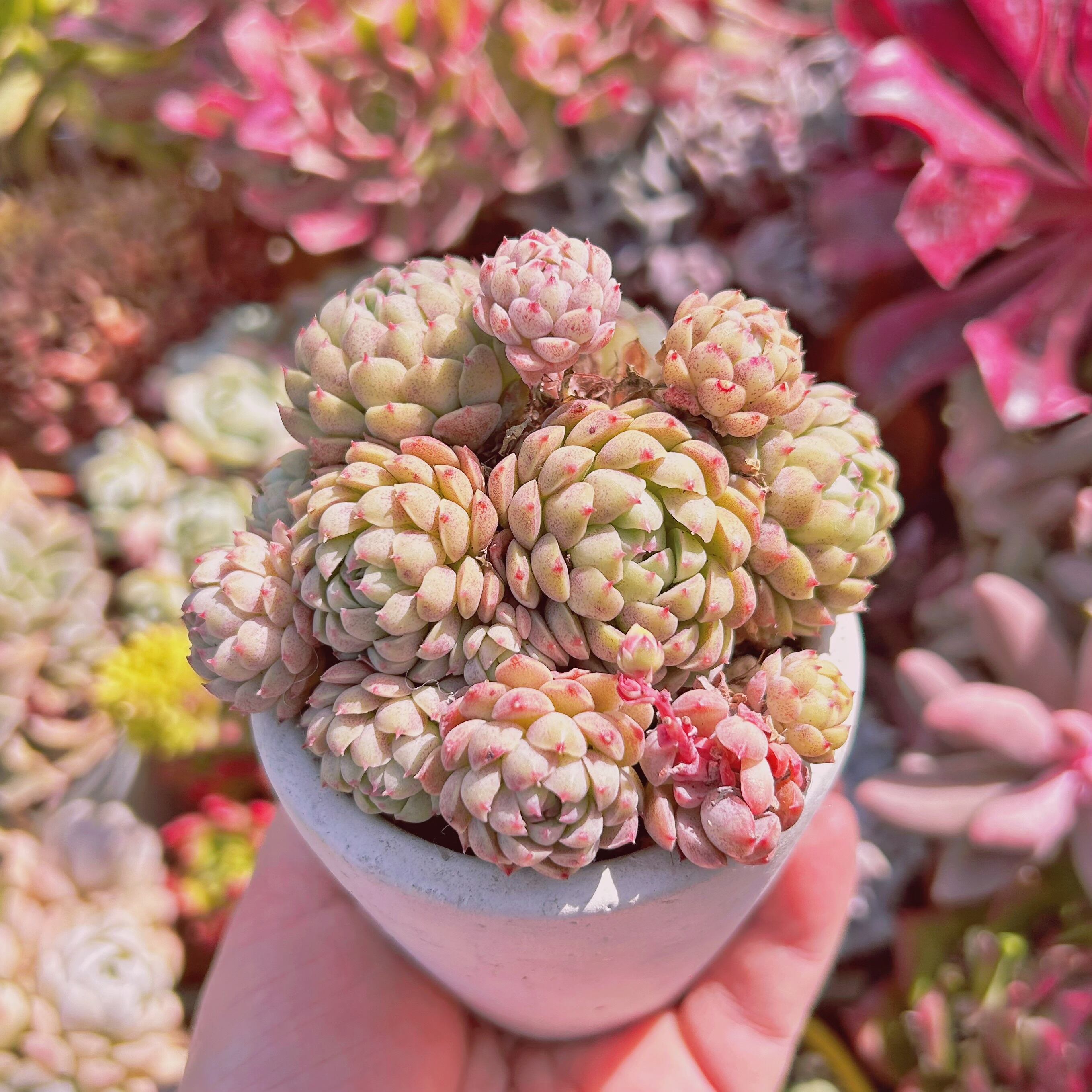 多肉植物　ハチミツボール　6頭以上