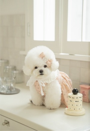 予約  【pecoramou select】Vintage Rose Dress （Lace Ribbon）