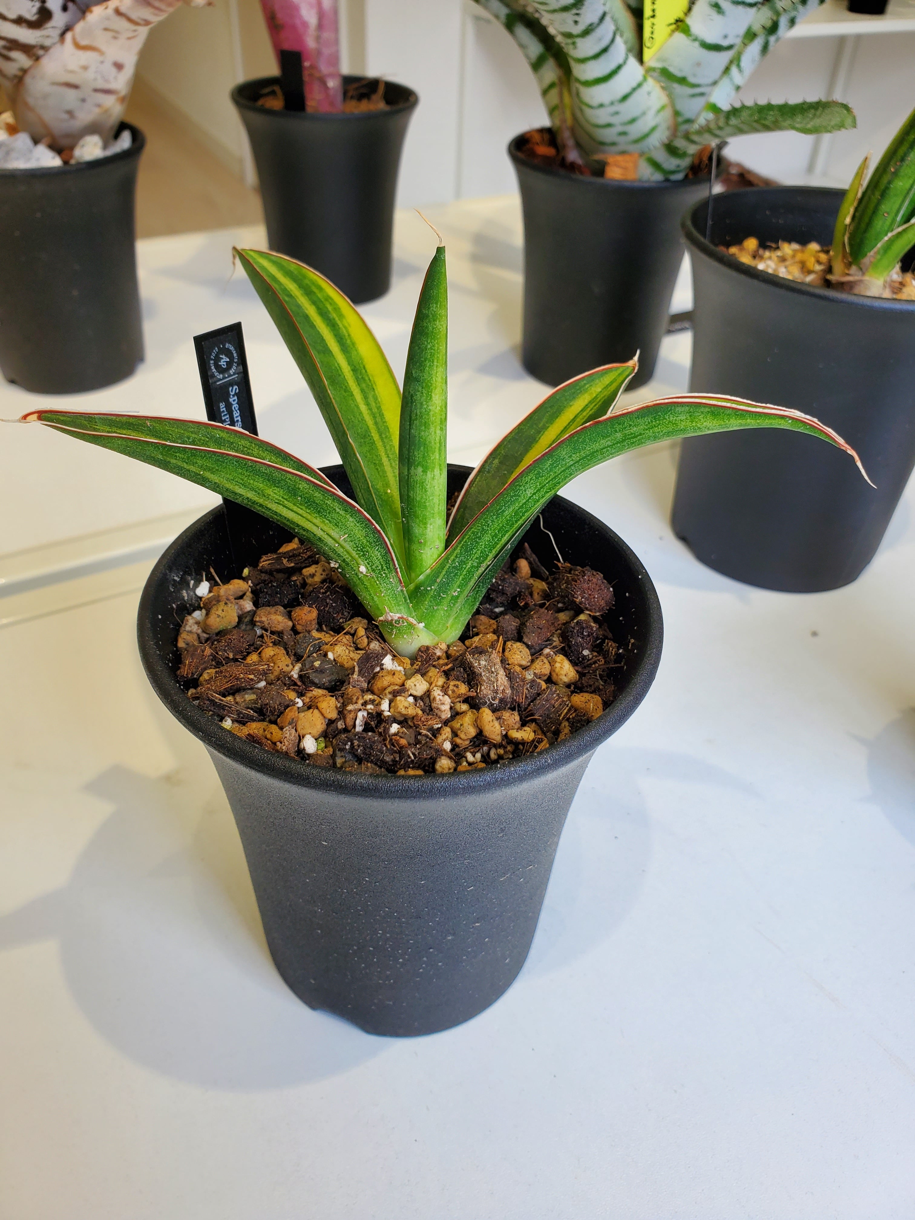 Sansevieria Pearsonii blue var. 【artPLANTs】 サンスベリア