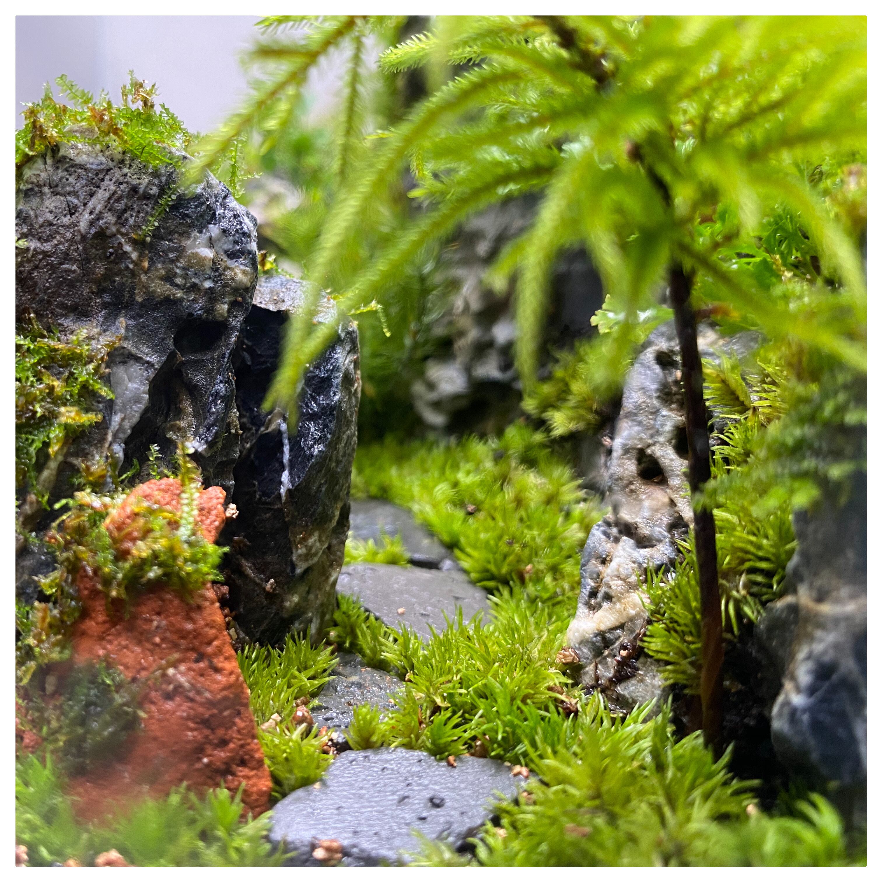 人気のクリスマスアイテムがいっぱい 苔リウム ネオグラスエア Dooa 水槽 魚用品 水草 Www Rkf Eng Com