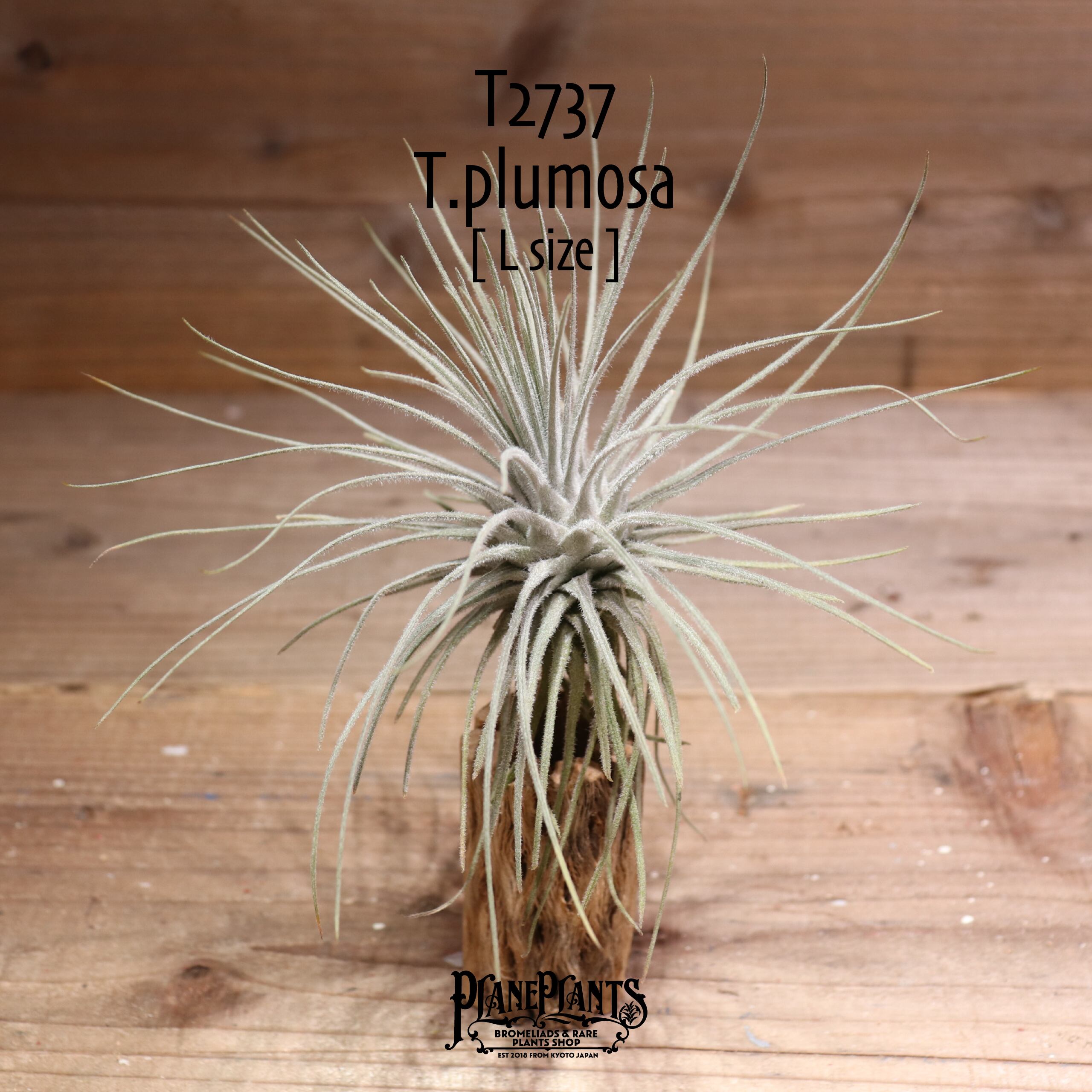 【送料無料】 plumosa L〔エアプランツ〕現品発送T2737