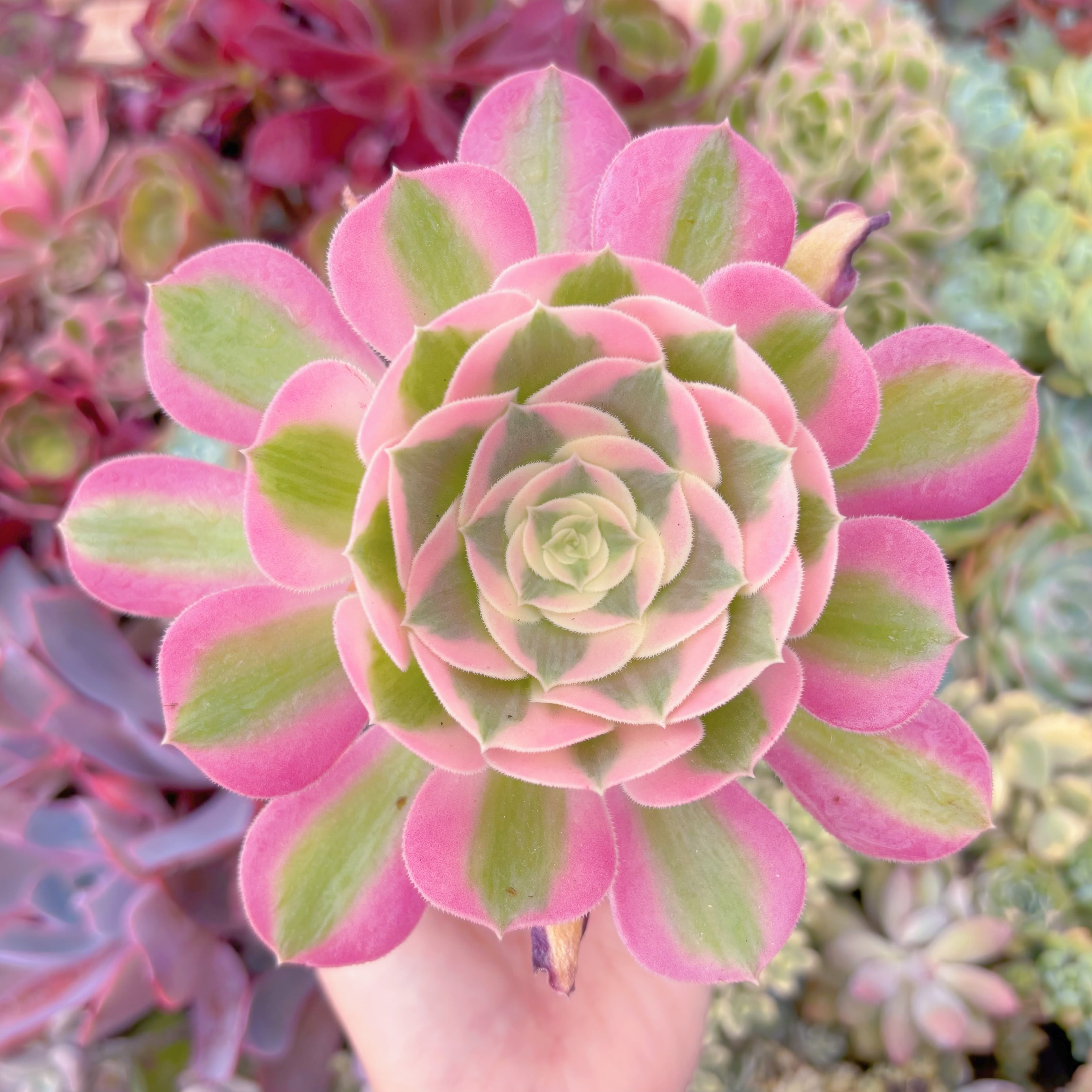 現品　アフラダイティ#F058　るる農園