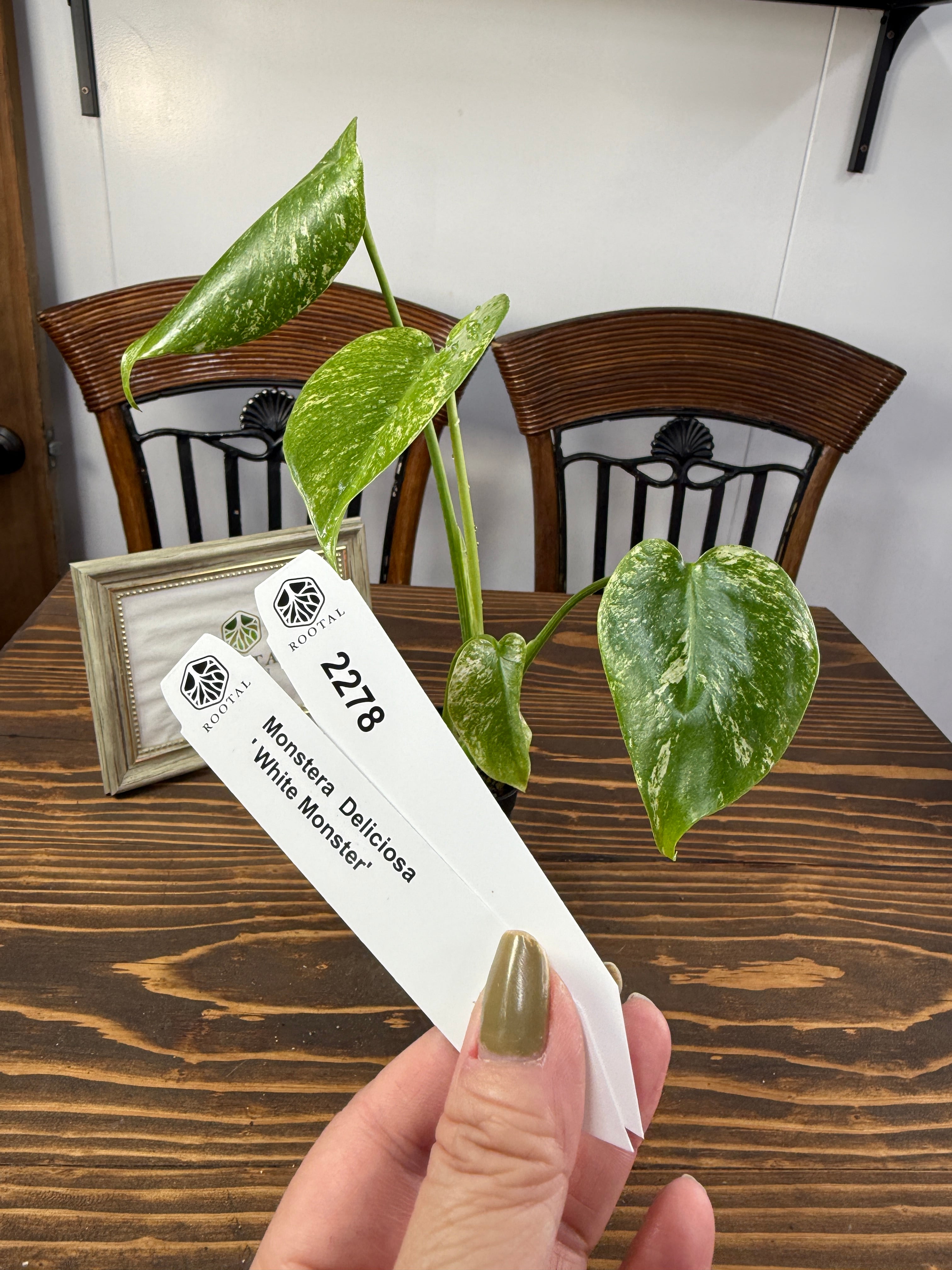 モンステラ | ROOTALPLANTS