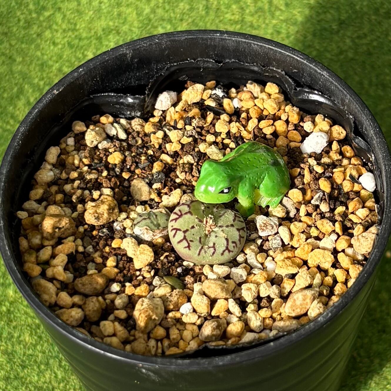 多肉植物 豆彦商店