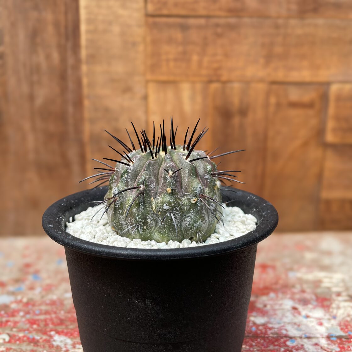 サボテン コピアポア 黒王丸 現地球カキコのカキコ 未発根 抜き苗 ア 覗く
