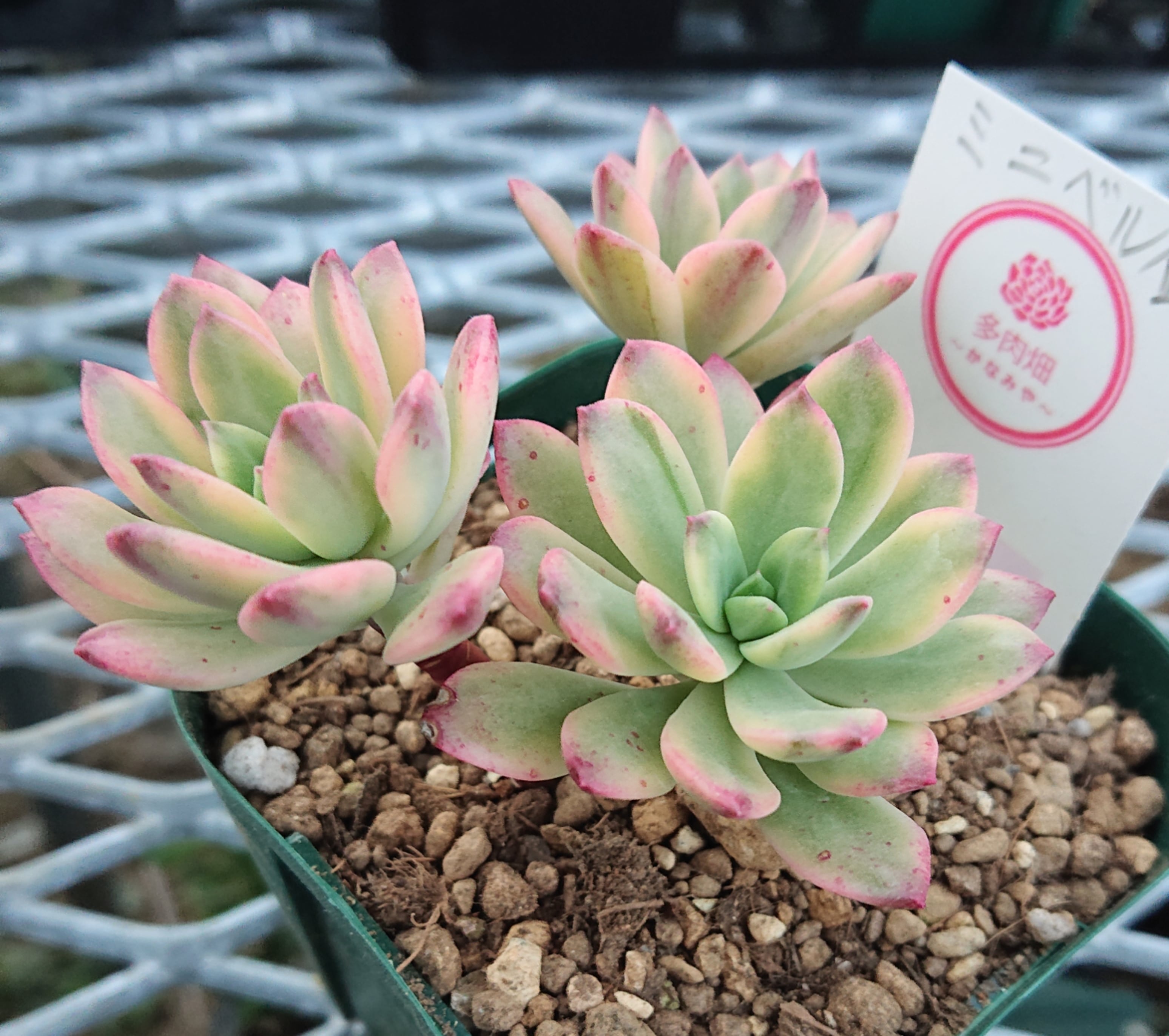 最大86%OFFクーポン 多肉植物 ミニベル錦 educationjournal.org