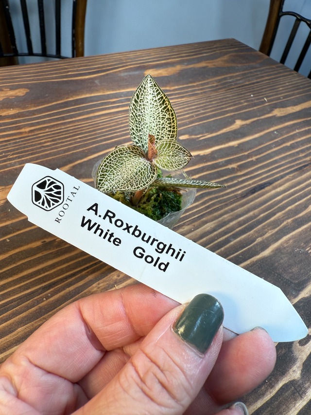 ★★アネクトキルス　ロクスバーギー　ホワイトゴールド（口径5㎝ポット）※お任せ株
