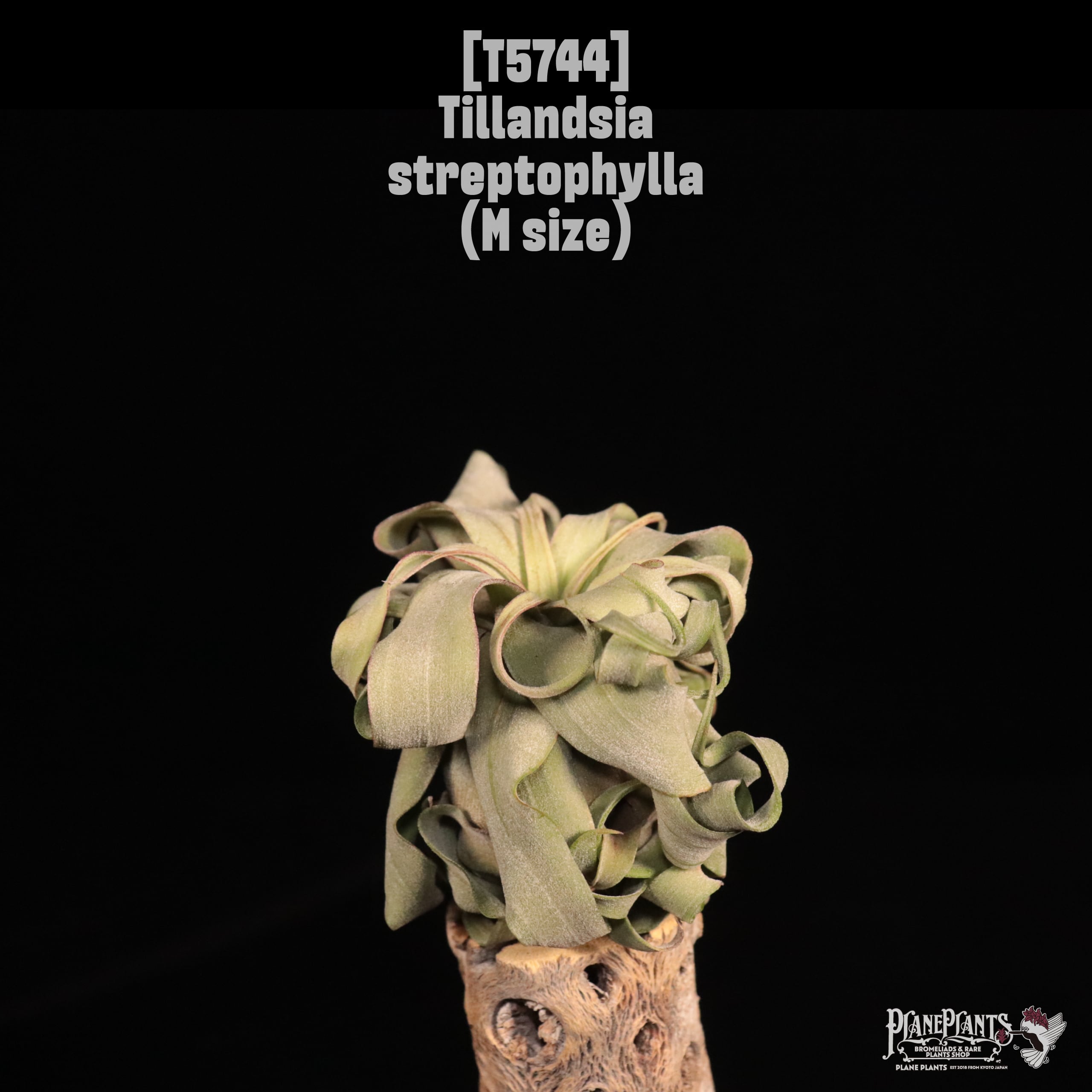 Tillandsia streptophylla M〔ティランジア〕T5744