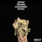 Tillandsia streptophylla M〔ティランジア〕T5744