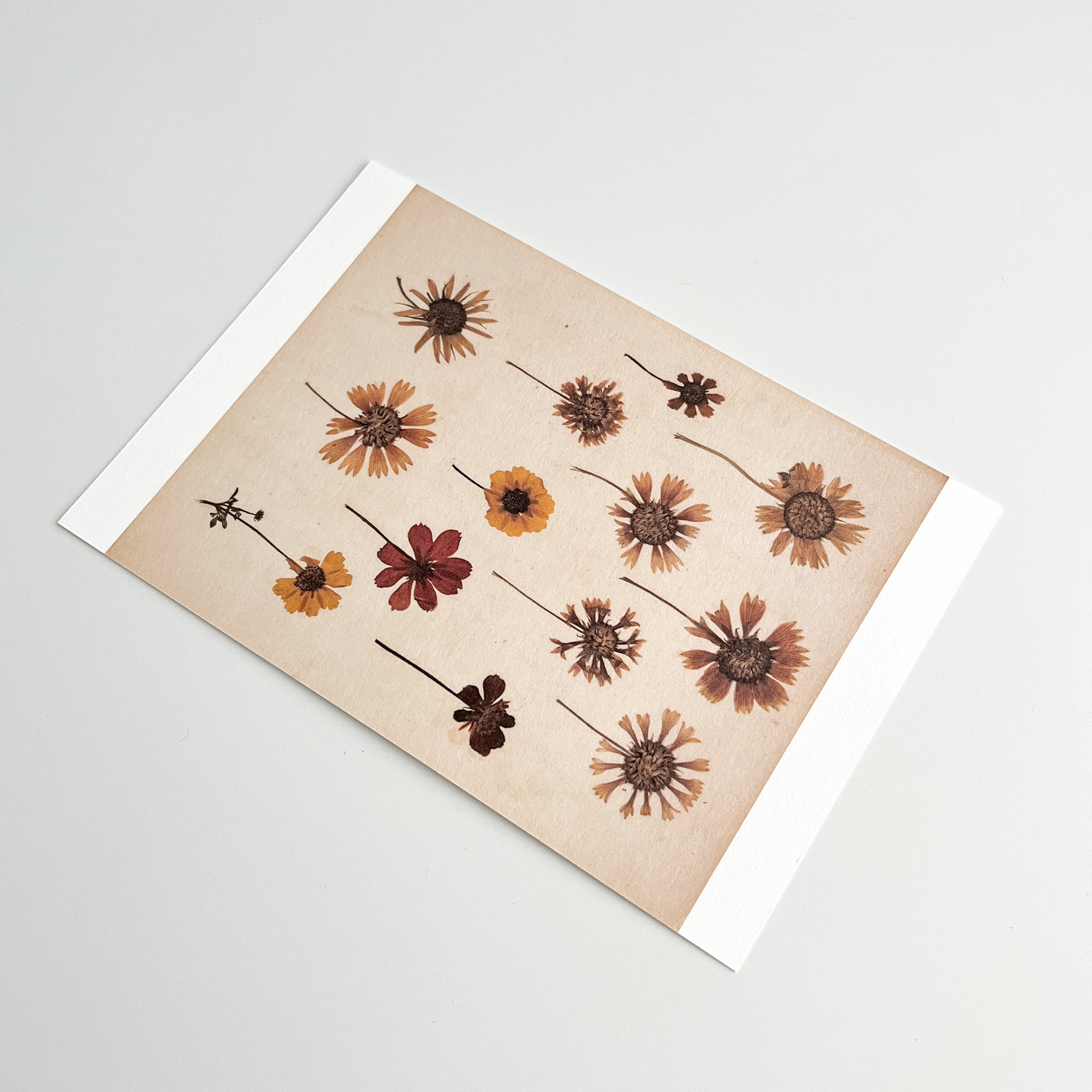 江上茂雄 ポストカード 押花 ＜この場所の風景展＞ | hmm, by 東京都