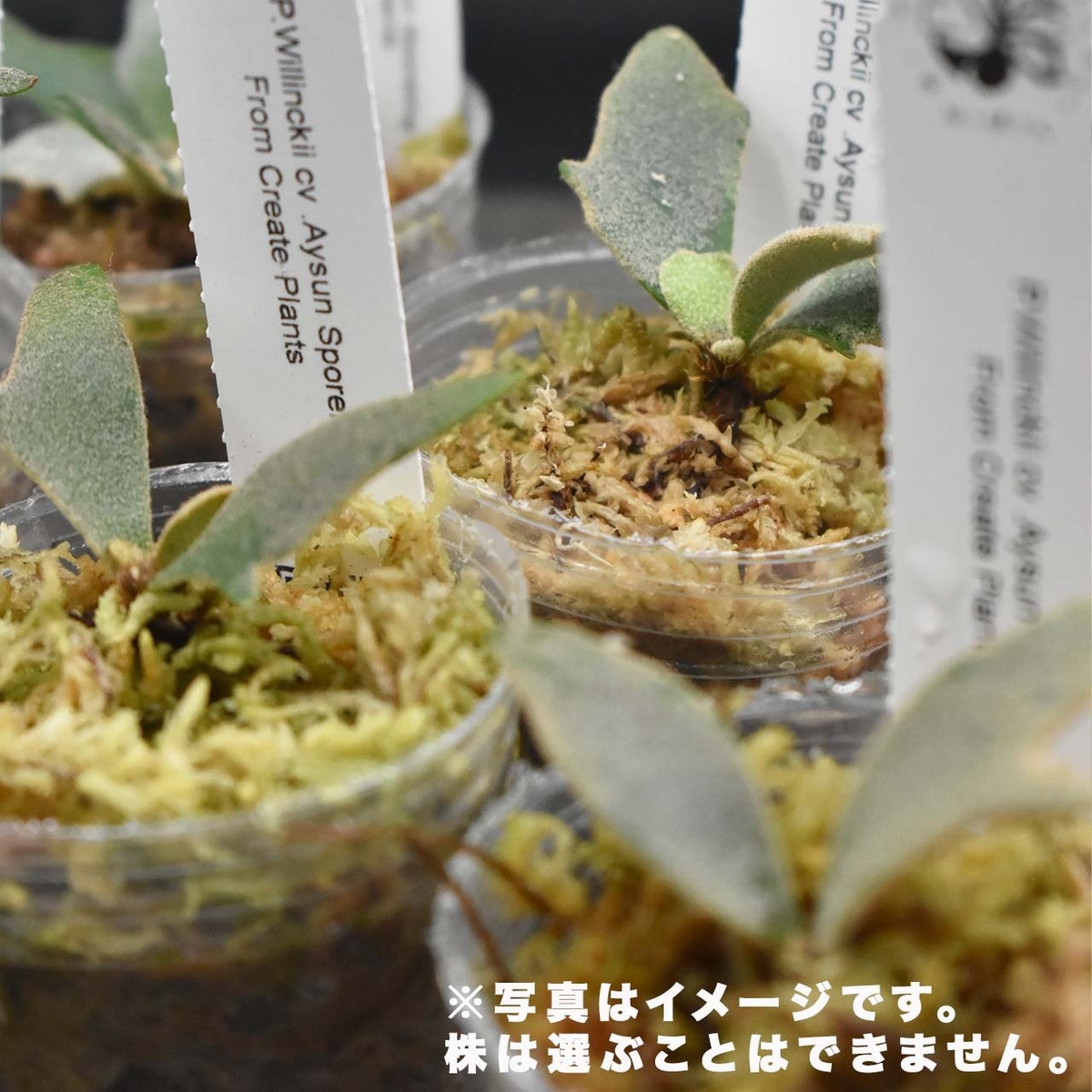 選抜株】P. Willinckii cv Aysun Sporerimg From Create Plants 
