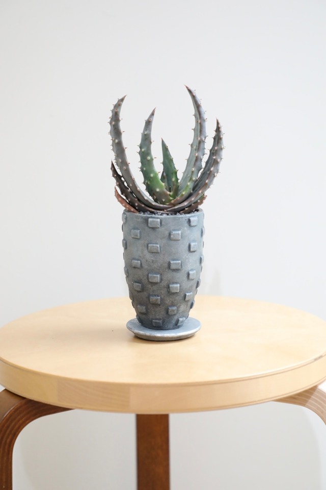 【M】アロエマルロシー/Aloe marlothii