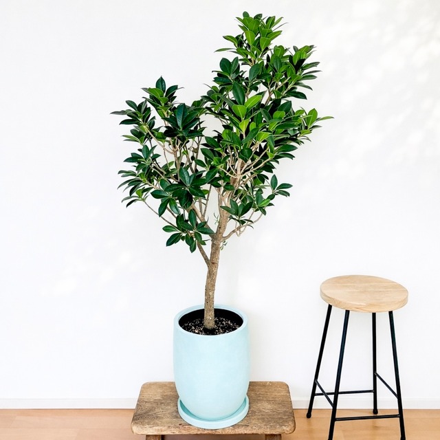 ◎現品発送 フィカス アフリカンプリンス 10号 シンボルツリー