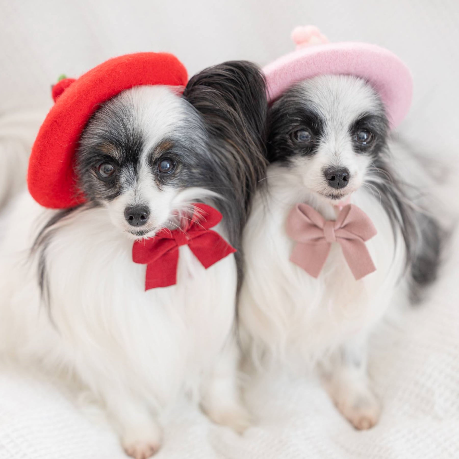 The Animals Observatory ベレー帽　レッド 赤ベレー帽 Mサイズ TAO the animals observatory The Animals