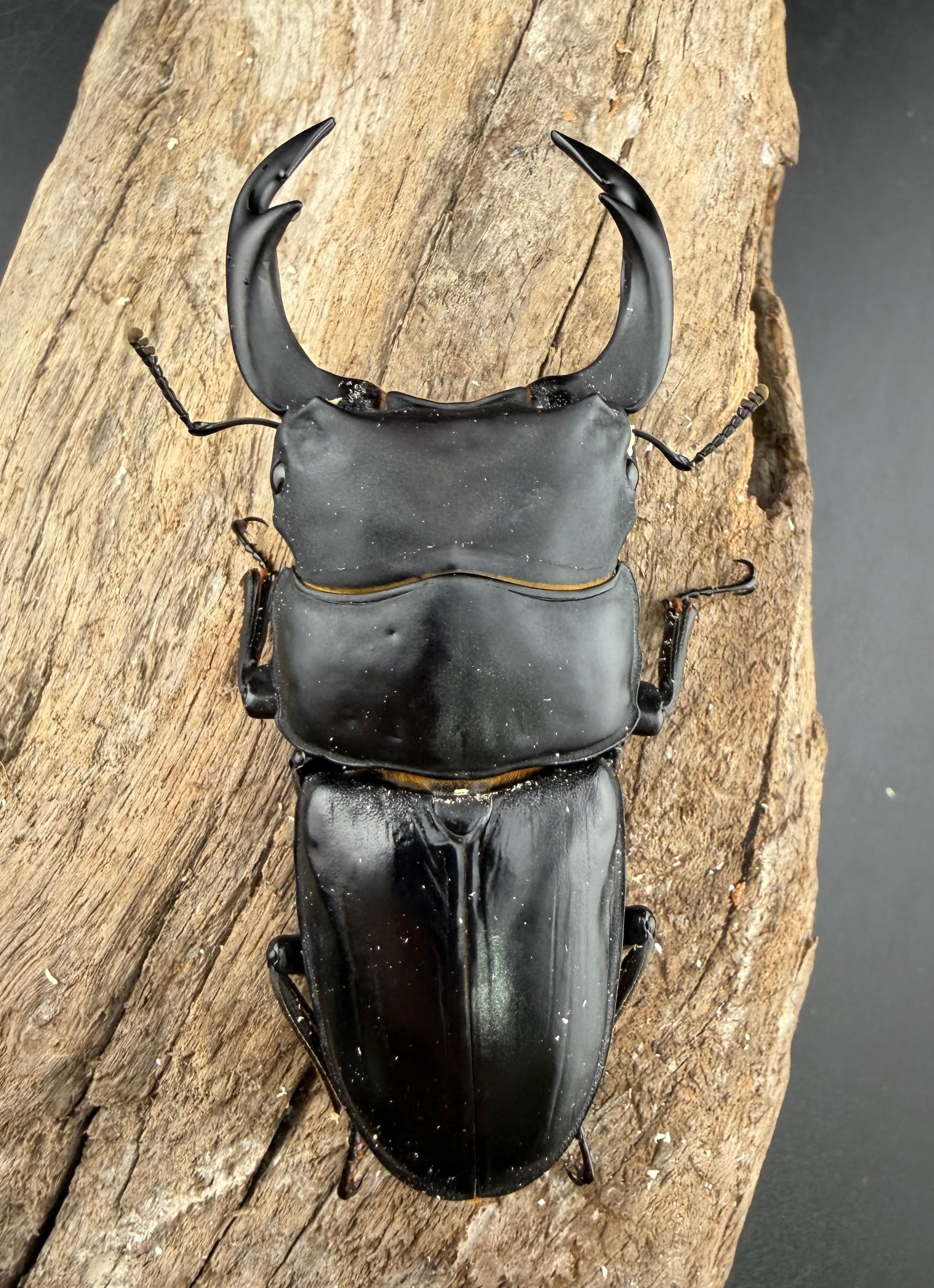 オオクワガタ 能勢SR血統 81mm ペア》 | KPW公式オンラインショップ