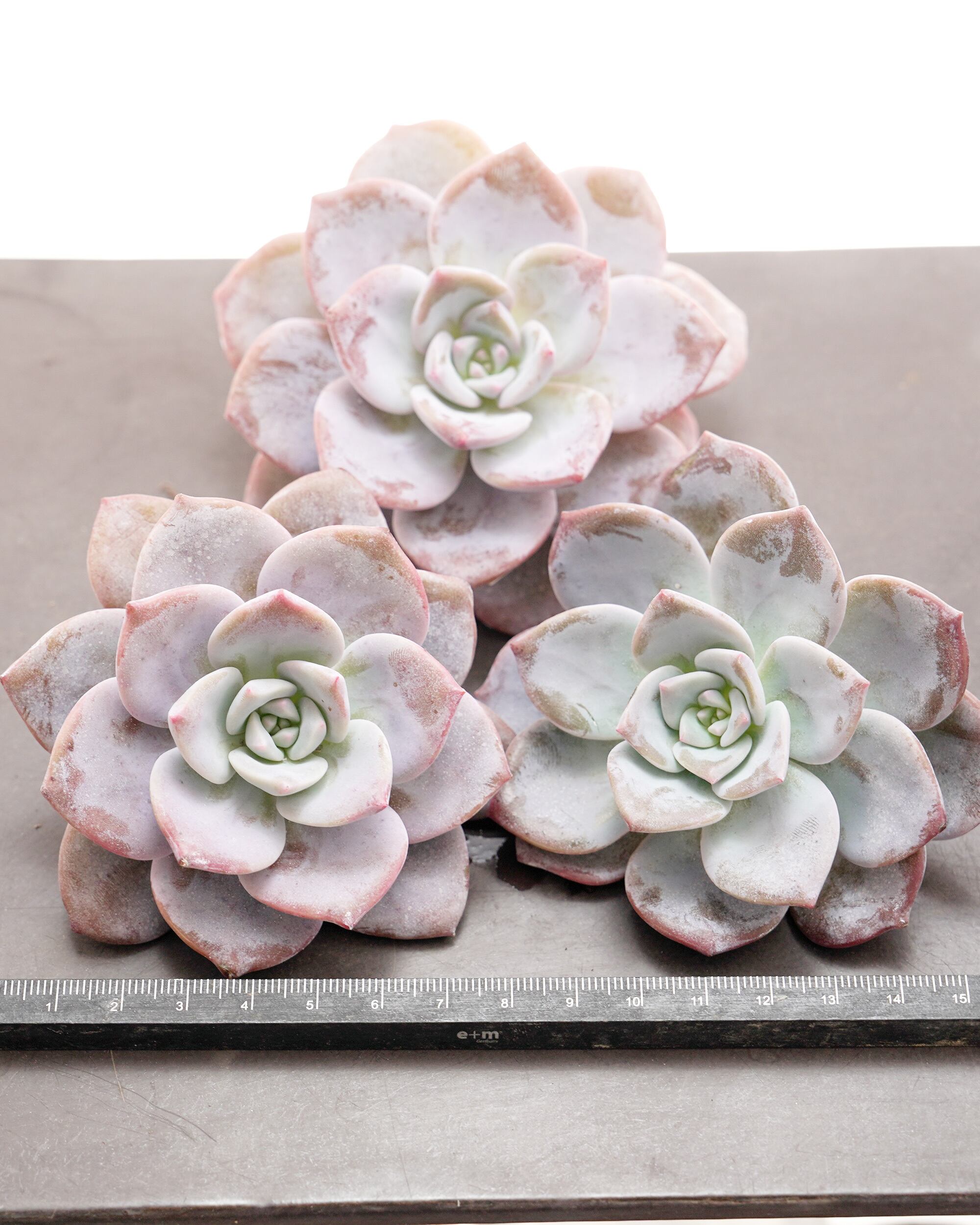 微発根カット苗 サクラスノー Graptoveria 'Sakura Snow' | PUKUBOOK