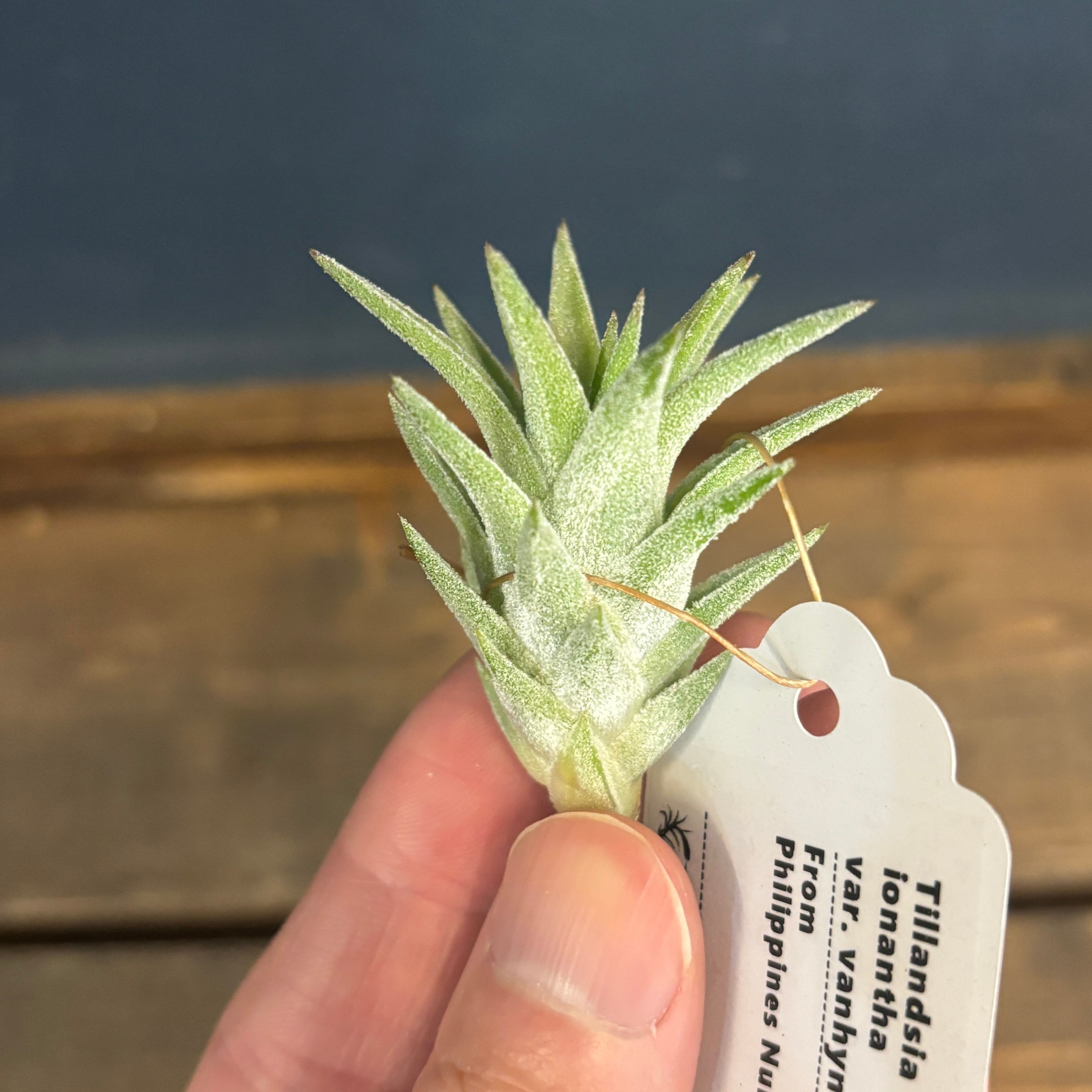 カナリア諸島産】Ceropegia fusca セロペギア フスカ | Pay ID