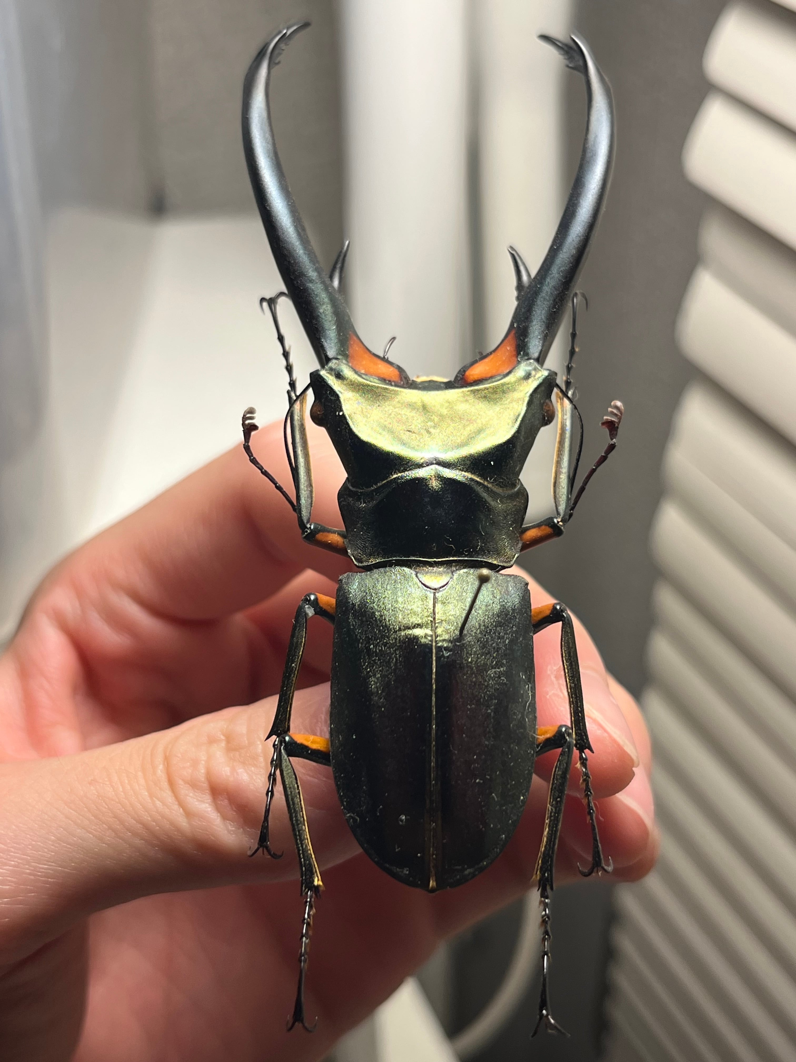 102mm】エラフスホソアカクワガタ Cyclommatus elaphus 紅鹿細身赤鍬形