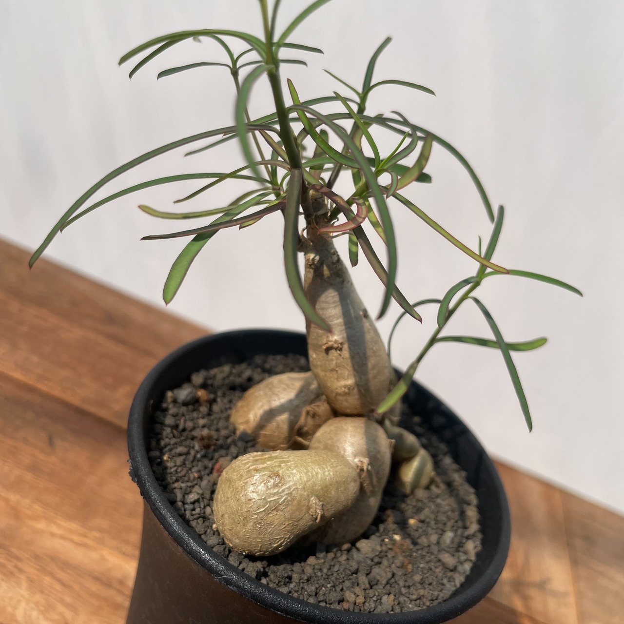 Euphorbia hedyotoides【ユーフォルビア・ヘディオトイデス】