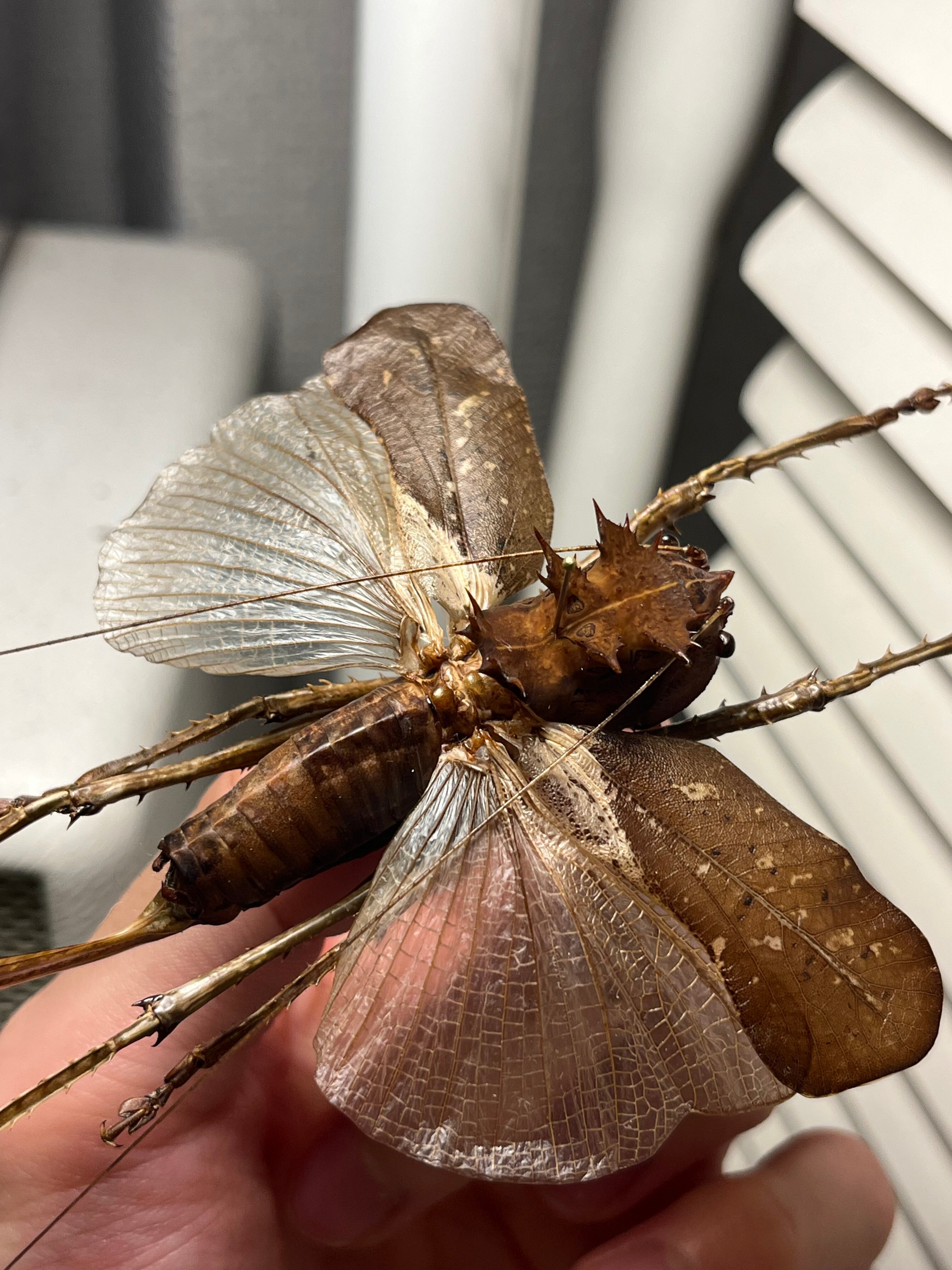 56mm】ドラゴンヘッドキリギリス トゲトゲギスコロギスリオック直翅類